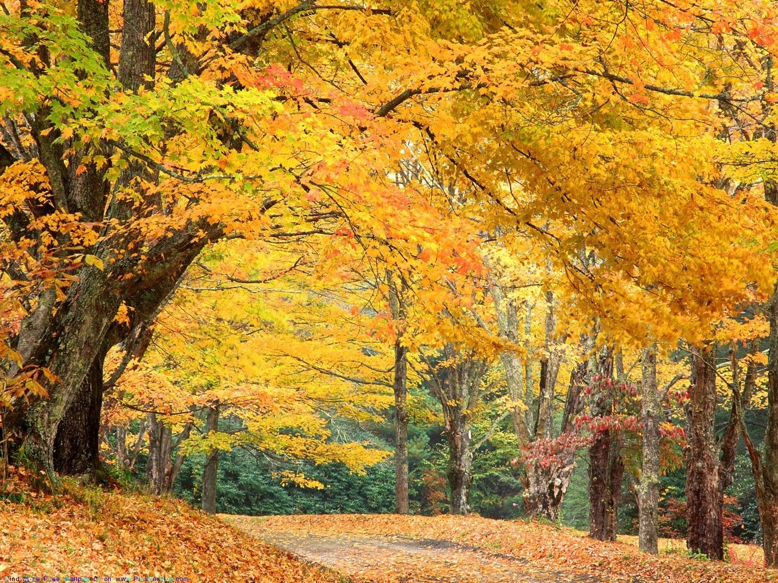 無料モバイル壁紙秋, 風景, 木をダウンロードします。