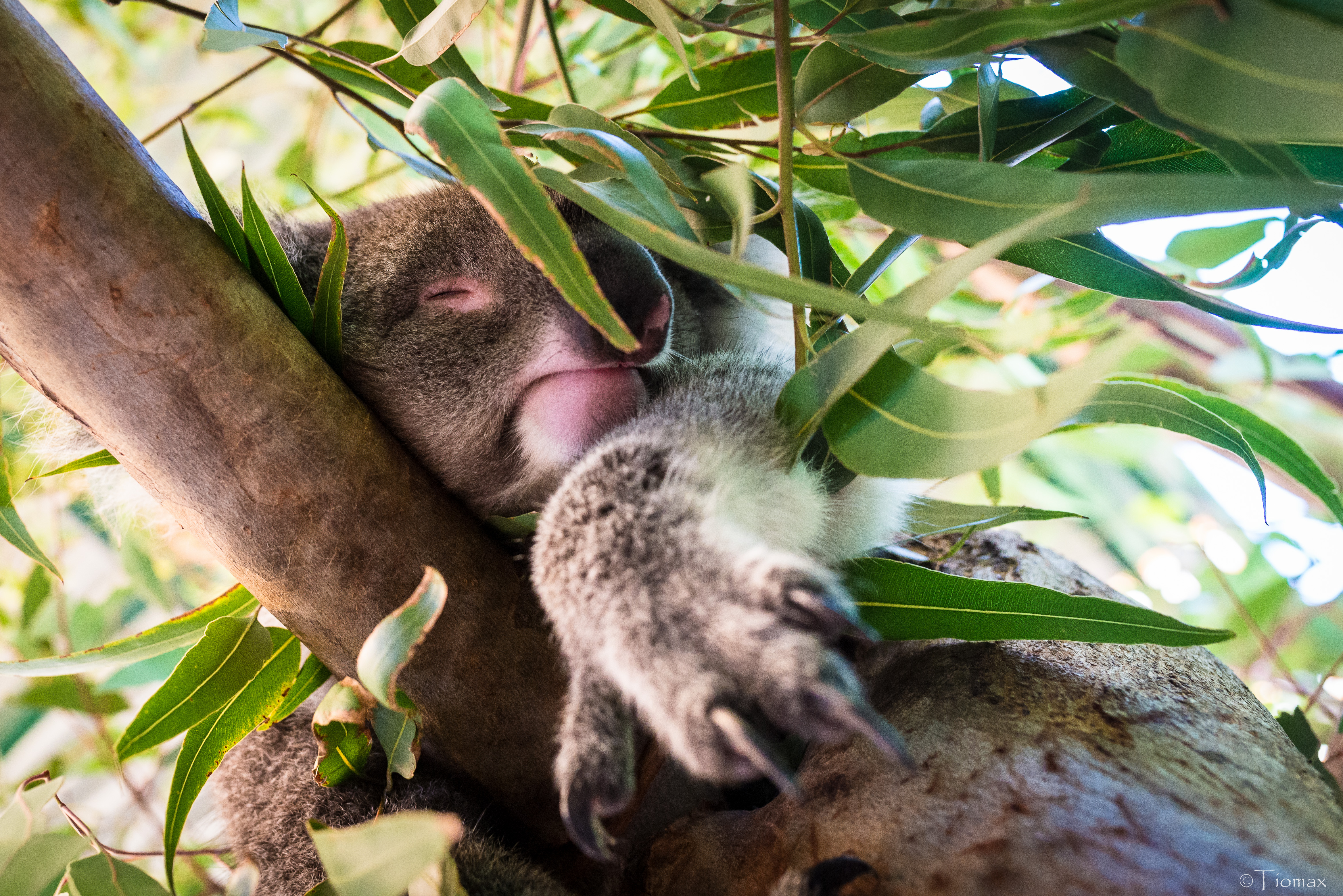 91493 descargar fondo de pantalla animales, madera, árbol, sucursales, ramas, animal, dormir, soñar, coala, koala: protectores de pantalla e imágenes gratis