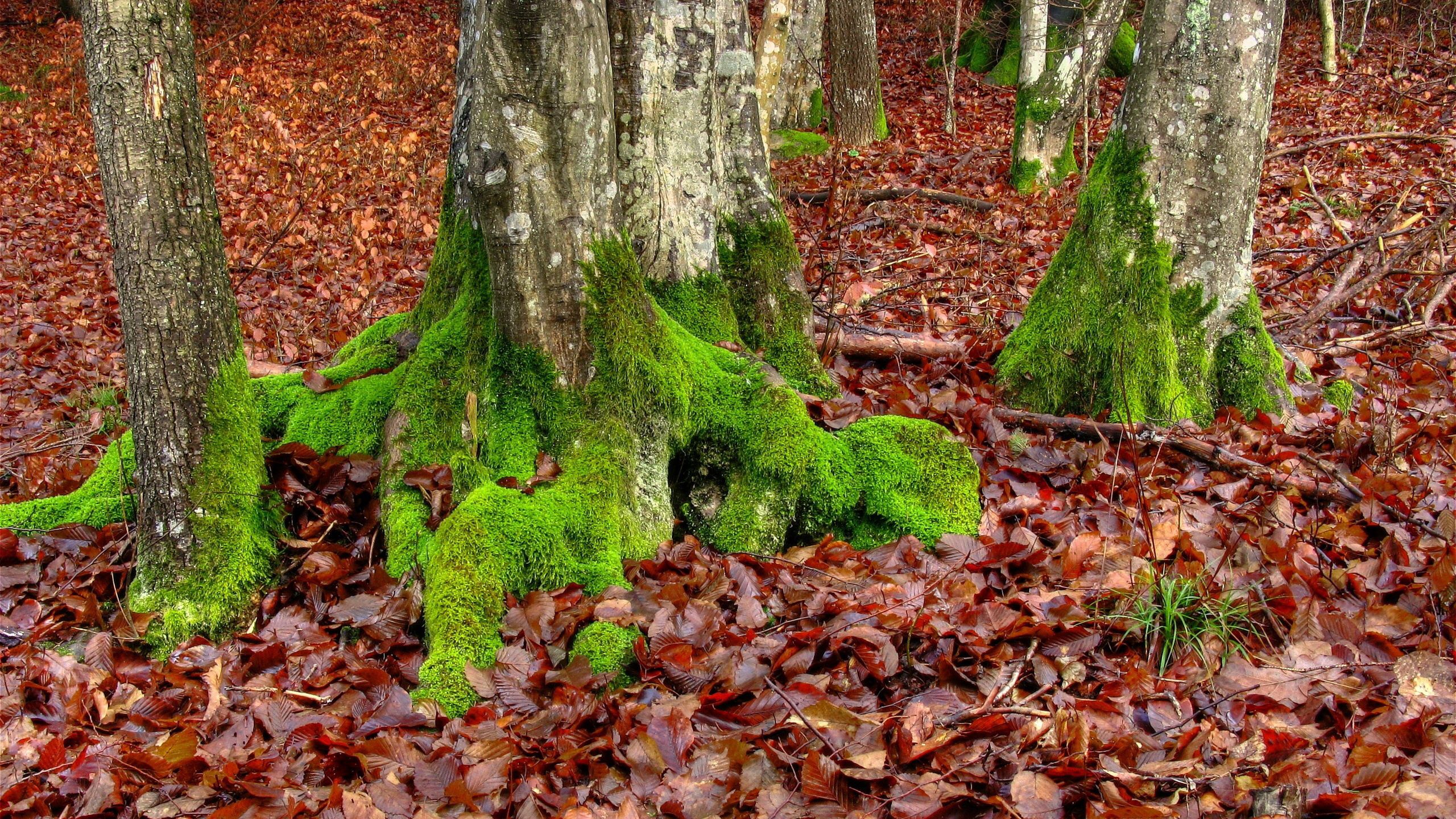 roots, nature, trees, autumn, leaves, moss, october