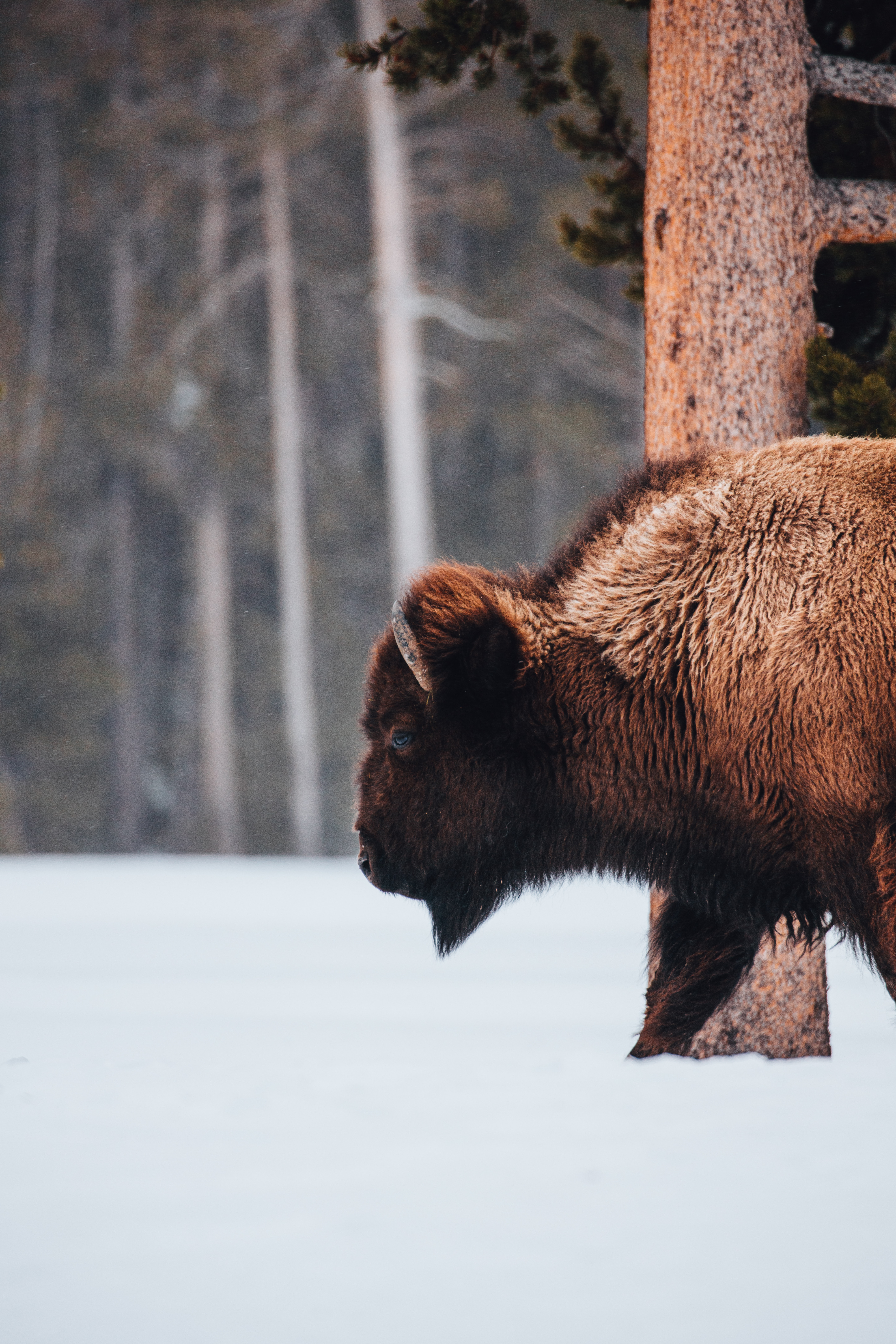 Laden Sie das Schnee, Tier, Buffalo, Tiere, Büffel-Bild kostenlos auf Ihren PC-Desktop herunter