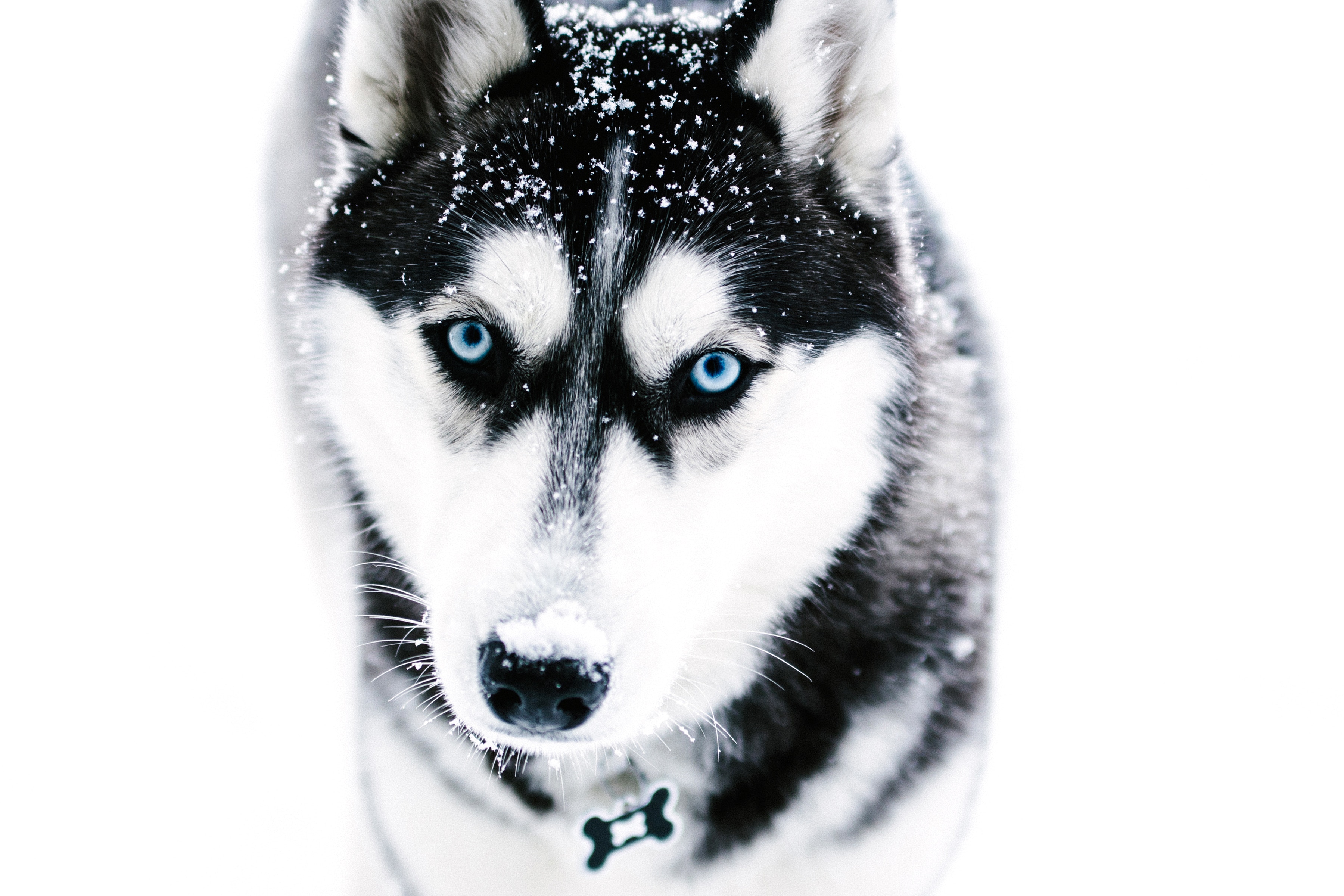 animals, dog, muzzle, husky, haska, blue eyed HD wallpaper