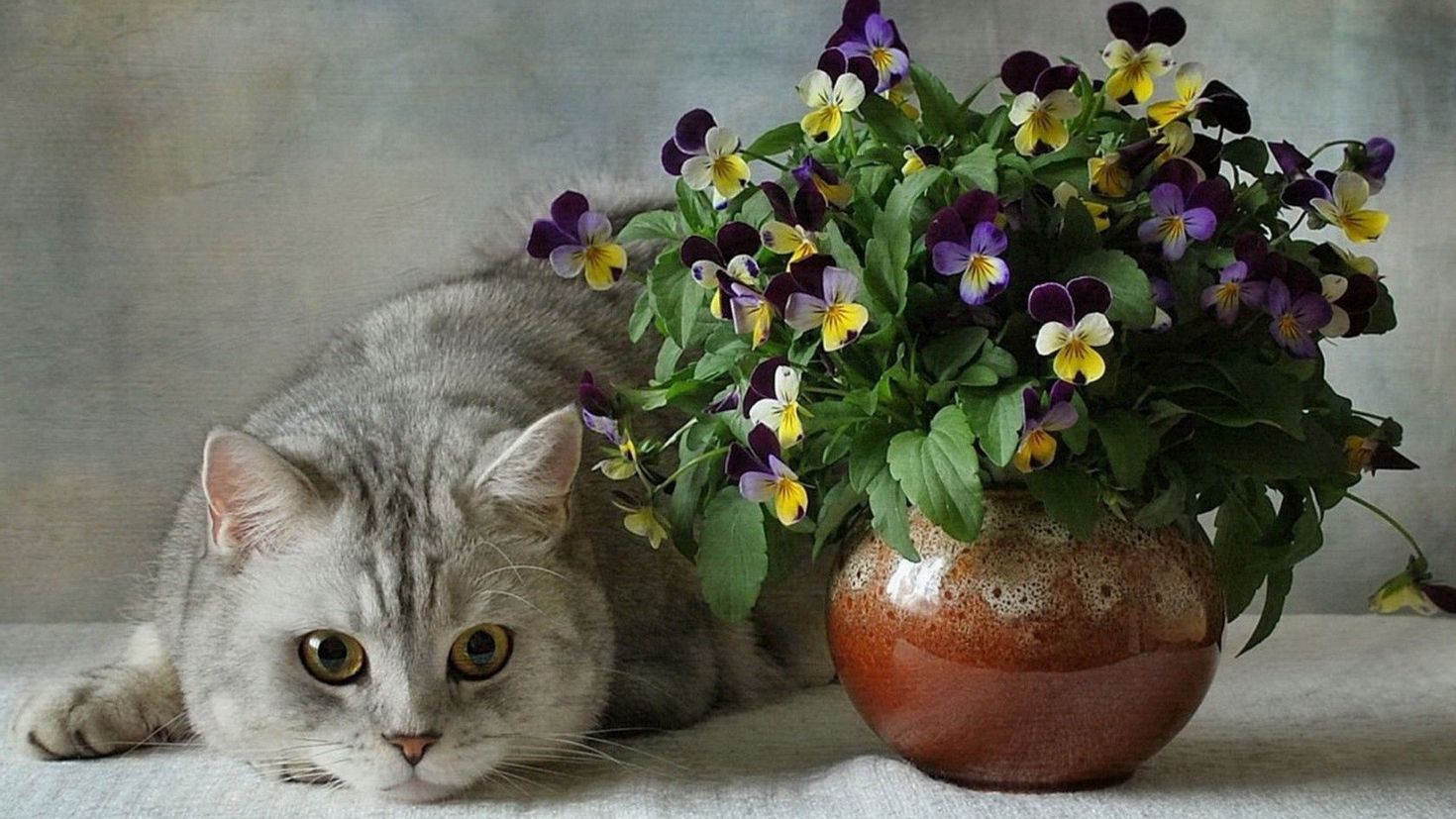 котенок с цветами картинки красивые