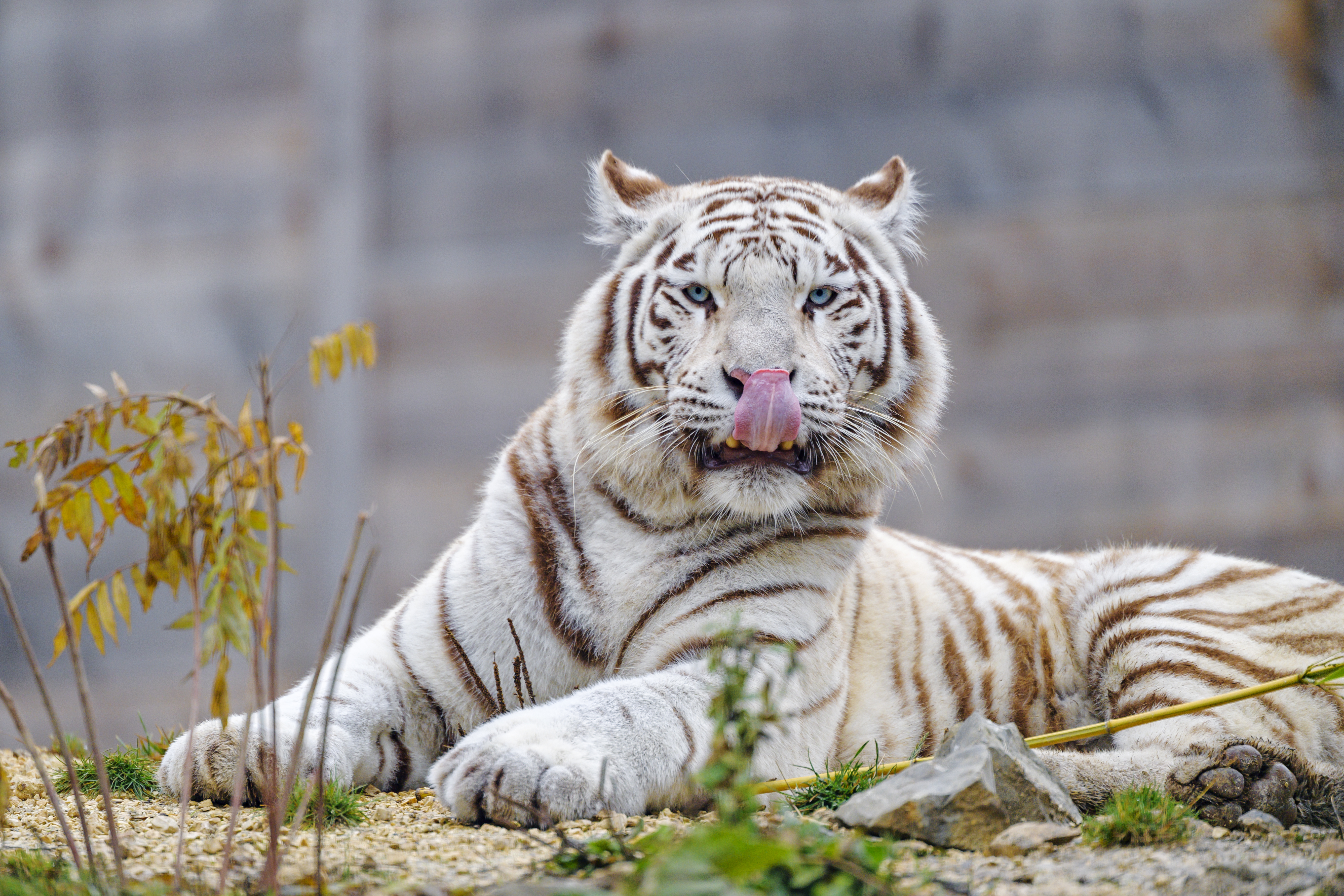 89601 baixar papel de parede tigre branco, animais, predator, predador, gato grande, tigre, língua protuberante, língua presa - protetores de tela e imagens gratuitamente