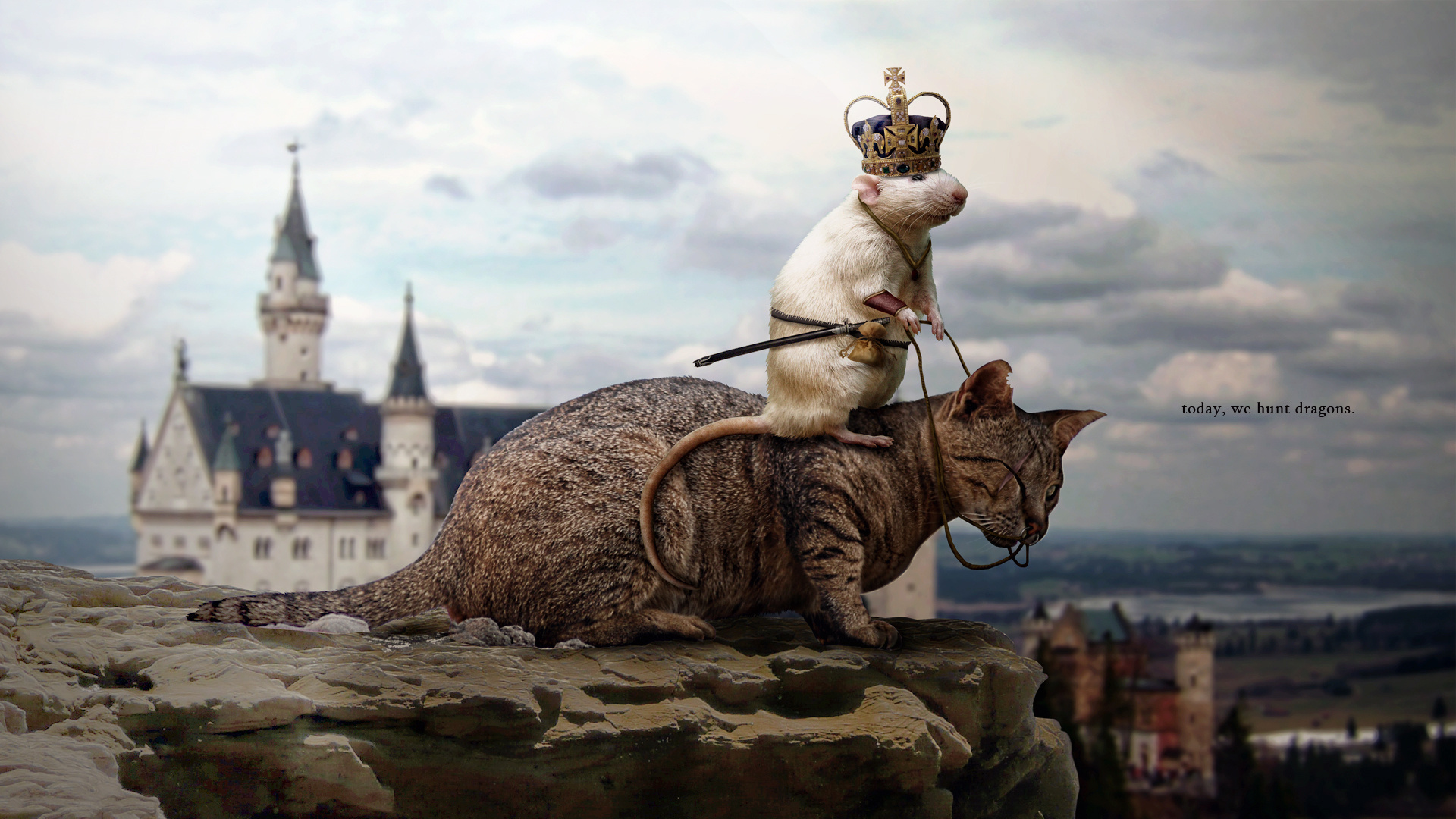 humor, animal, cat, mouse HD wallpaper
