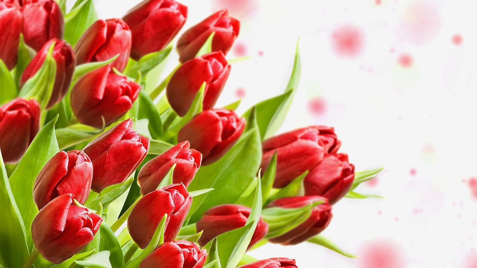 Скачать картинку Растения, Цветы, Тюльпаны в телефон бесплатно.