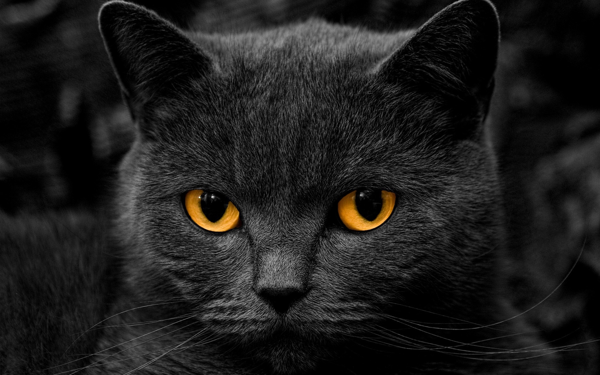 50162 завантажити шпалери кішки, чорний, тварини - заставки і картинки безкоштовно