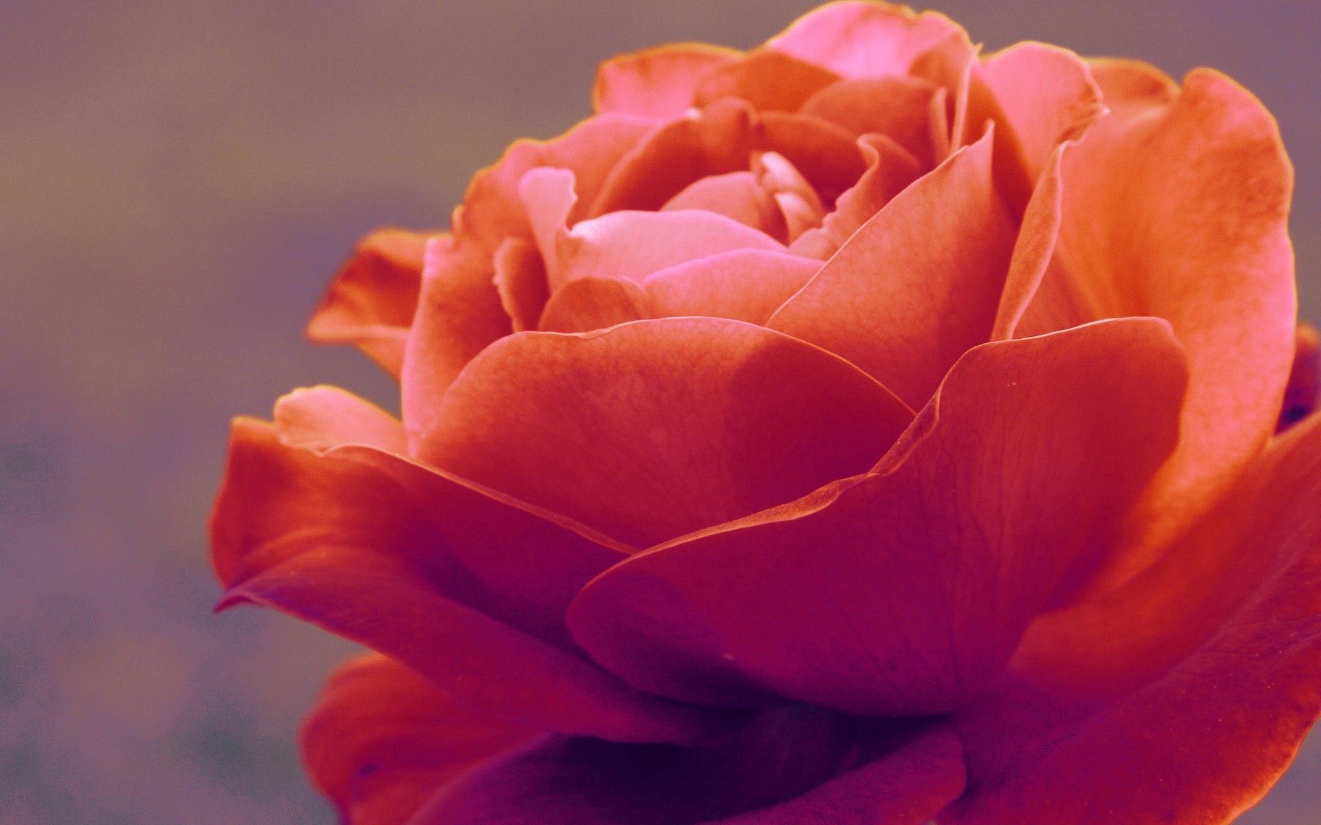 desktop Images red, plant, macro, rose flower, rose, petals