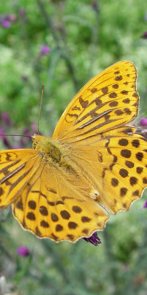 Бабочка с желтыми крыльями. Жёлтая бабочка. Бабочки желтого цвета. Желтая бабочка название. Большая желтая бабочка.