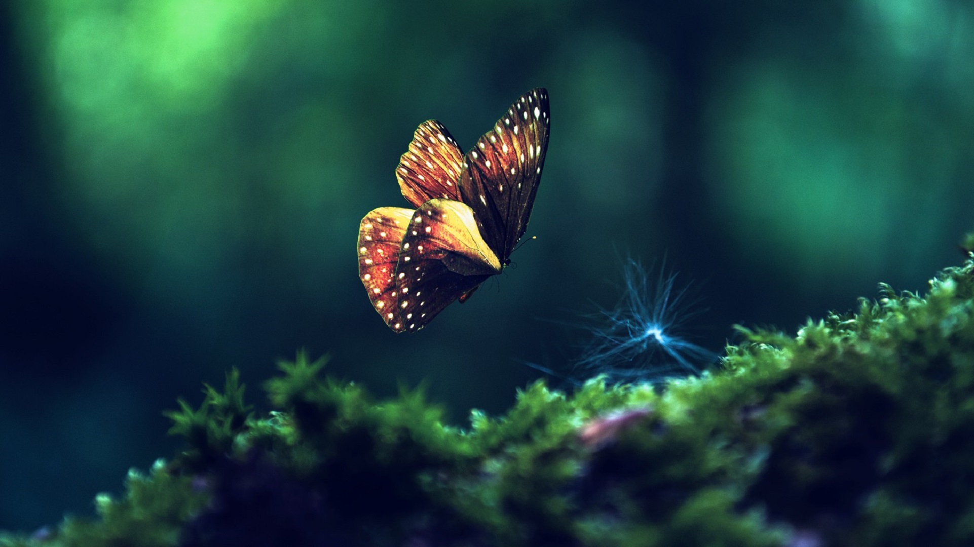 Бабочка Макросъемка