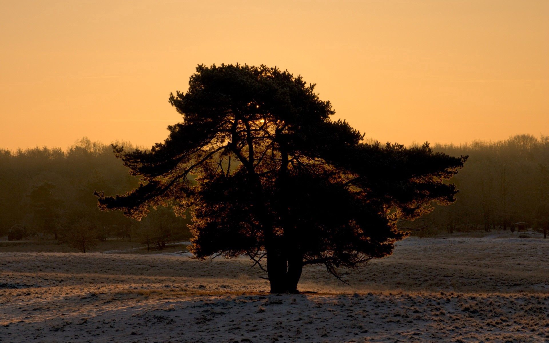 nature, sunset, snow, wood, tree, crown, krone, evening QHD