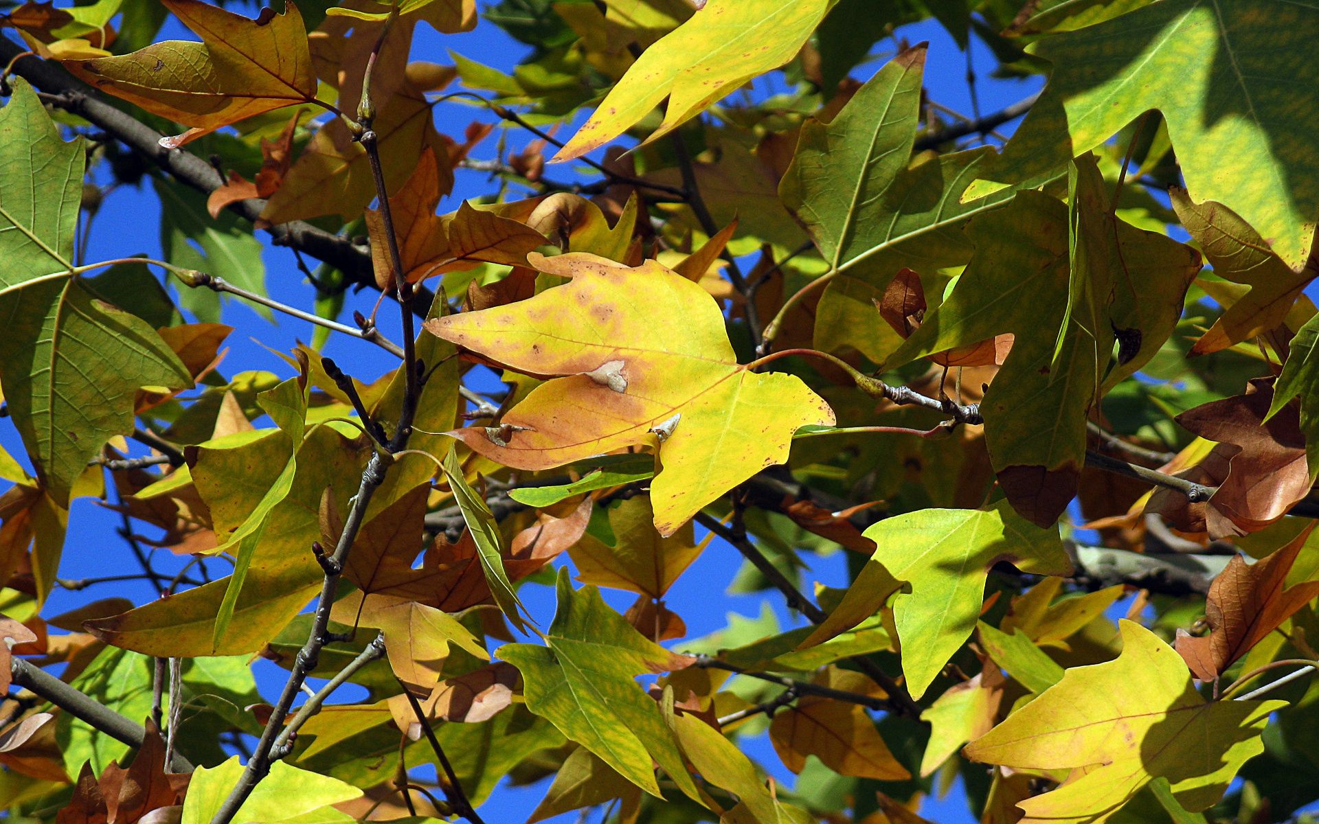 Laden Sie das Trocken, Ahorn, Natur, Blätter, Herbst-Bild kostenlos auf Ihren PC-Desktop herunter