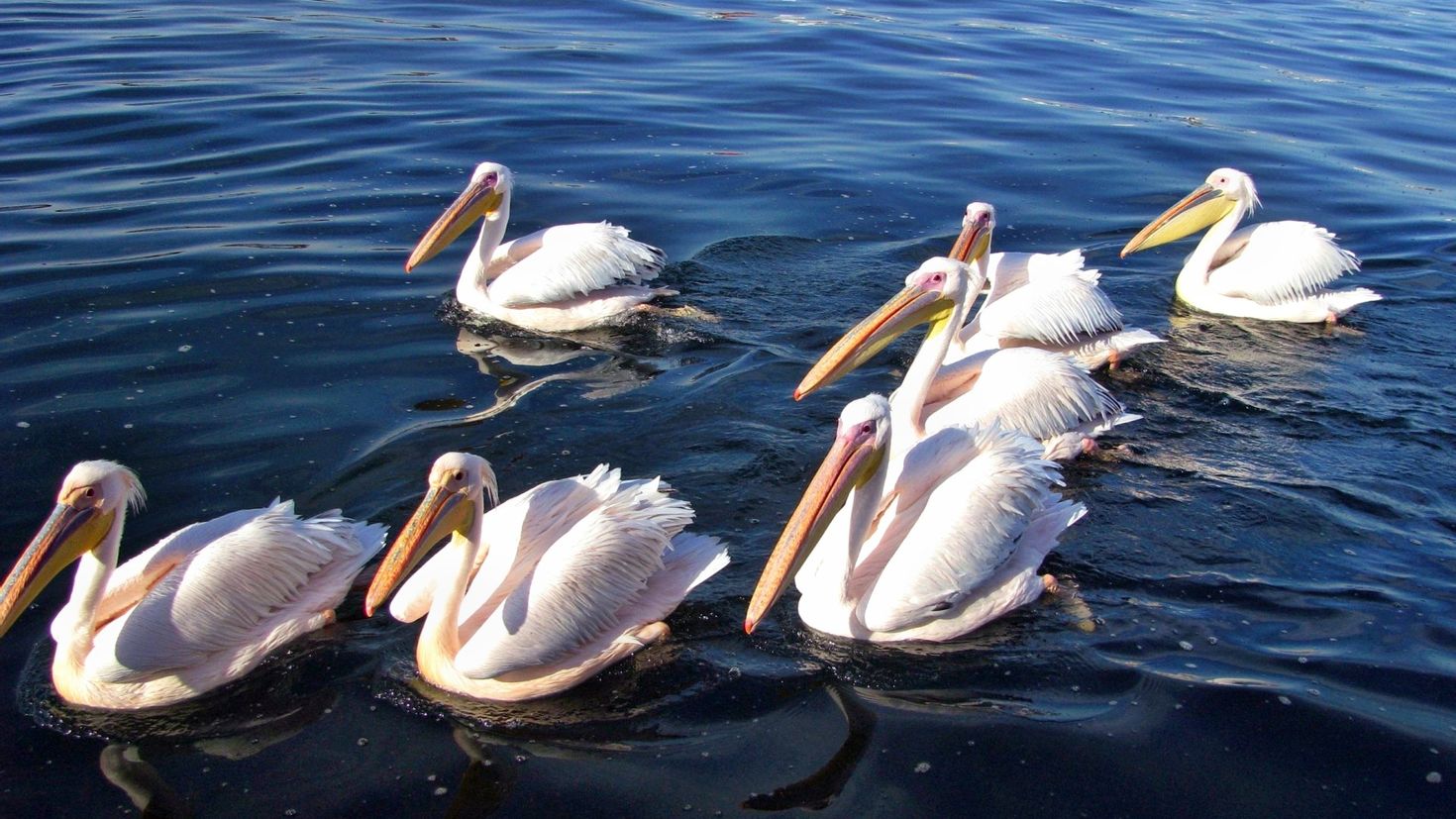 Розовый пеликан красная. Пеликан птица. Пеликаны Кинбурн. Пеликаньи острова в Омской области. Розовый Пеликан.