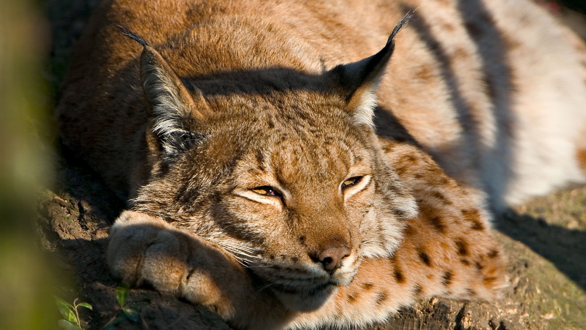 Download mobile wallpaper Animals, Bobcats for free.