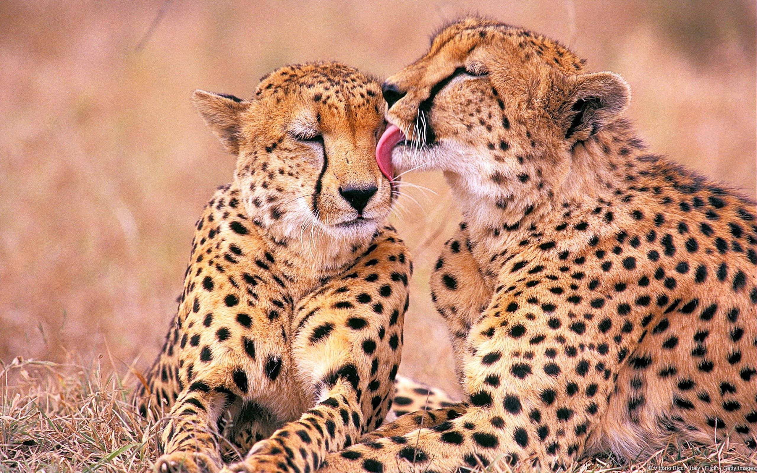 144648 Hintergrundbild herunterladen tiere, leopards, die familie, familie, zärtlichkeit - Bildschirmschoner und Bilder kostenlos