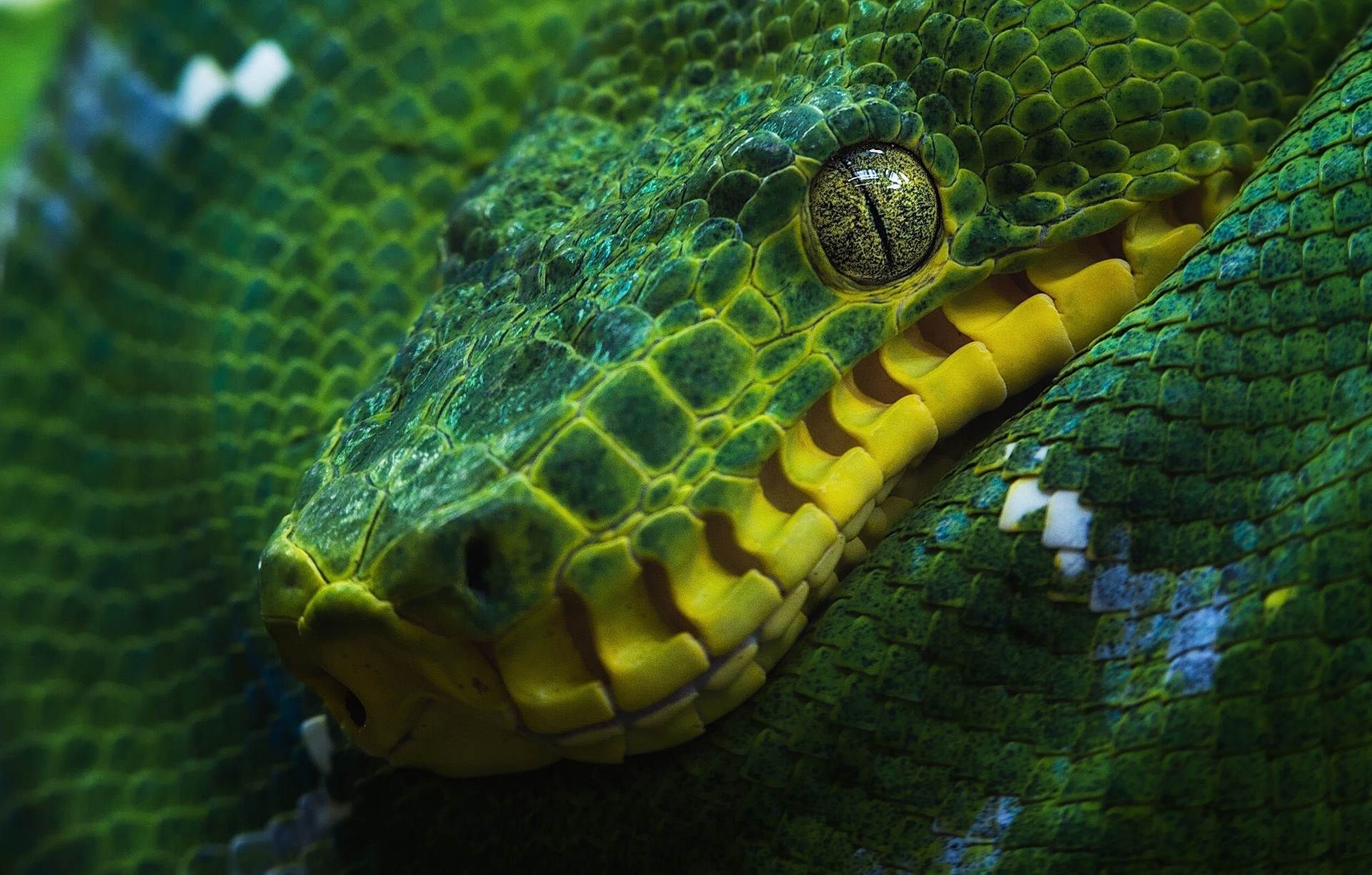 401741 Hintergrundbild herunterladen tiere, python, boa, nahansicht, auge, grün, reptil, schlange, baumpython, reptilien - Bildschirmschoner und Bilder kostenlos