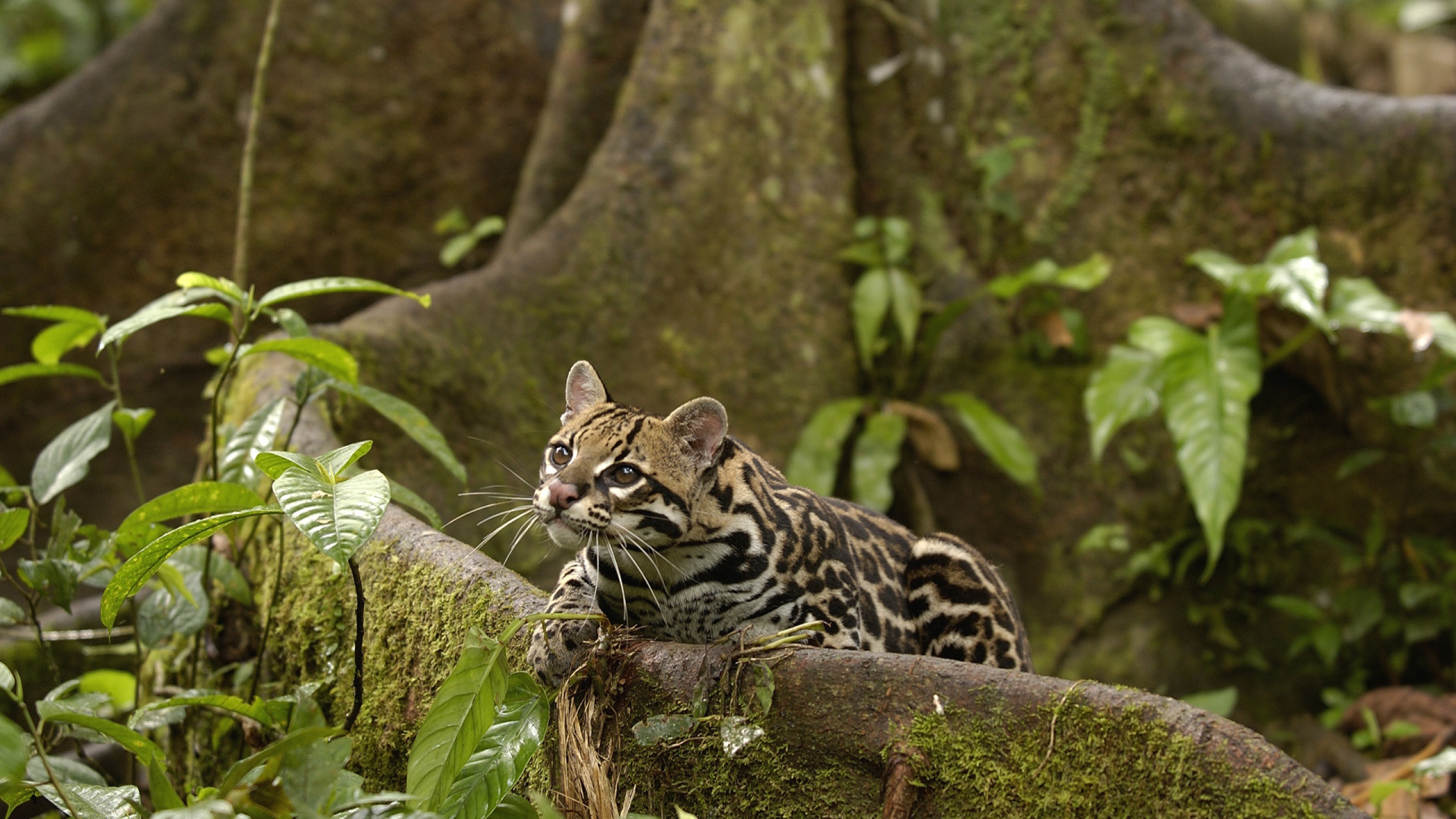  Ocelot HD Android Wallpapers