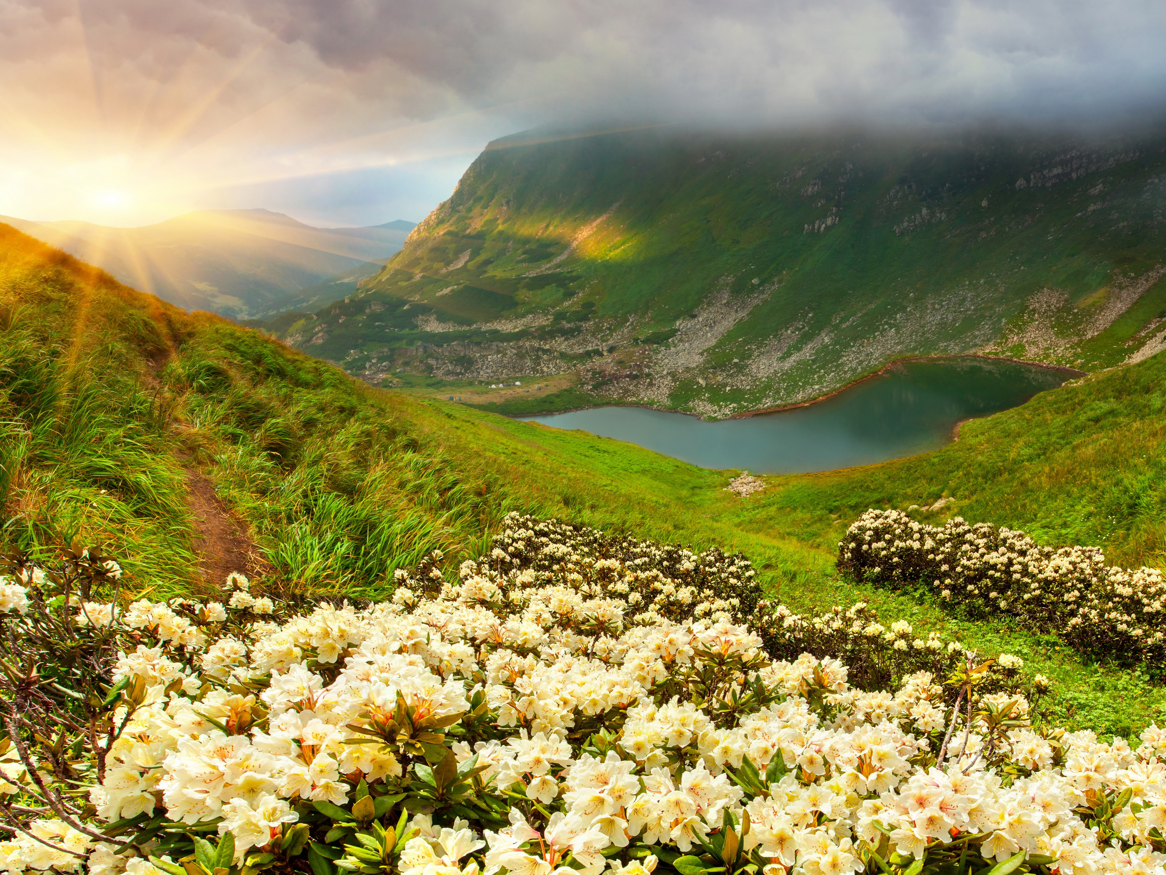 Краса долины. Альпийские Луга Кавказа . Эдельвейс. Альпийские Луга рододендрон. Адыгея горы рододендрон озеро. Армения горные Луга.