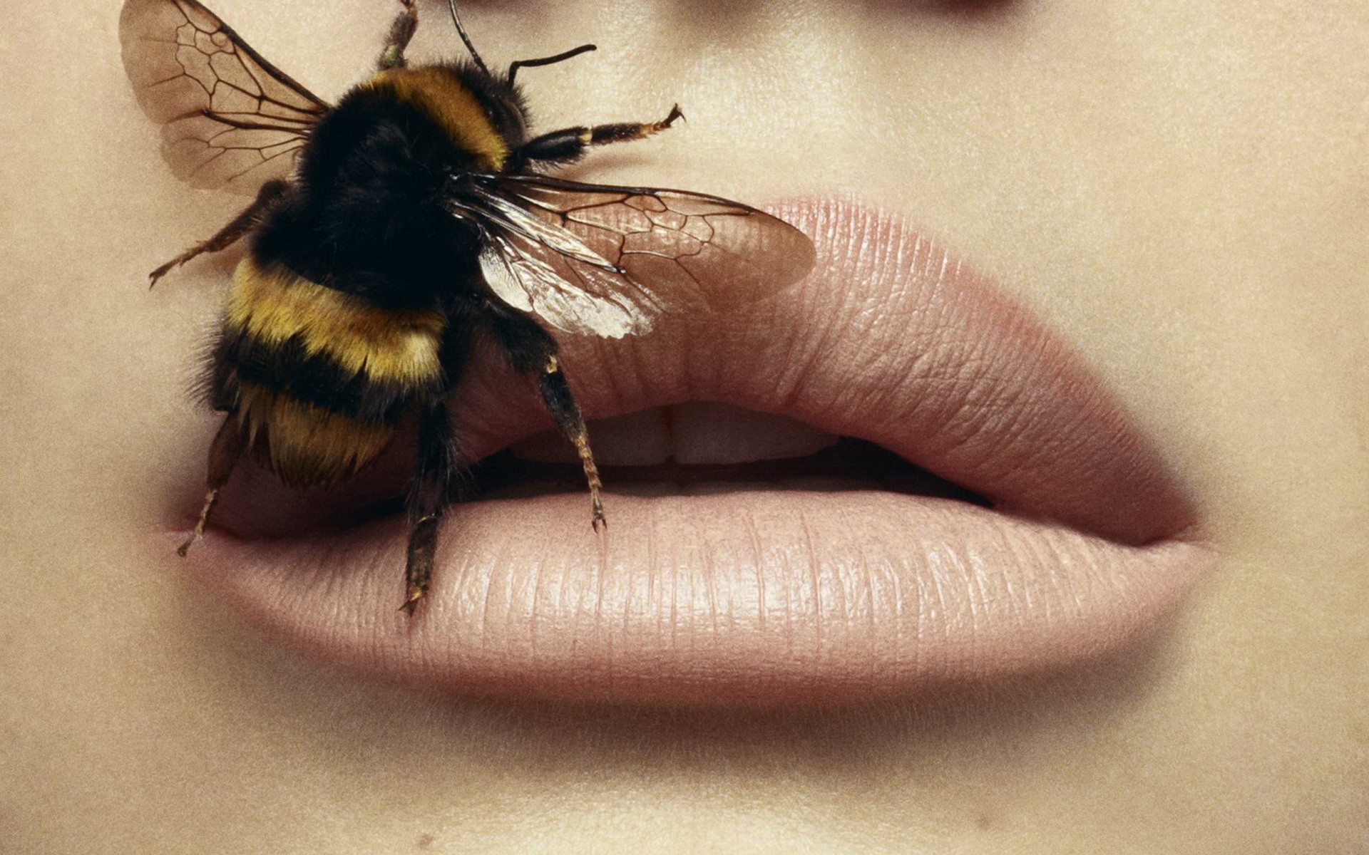 Лицо пчелы