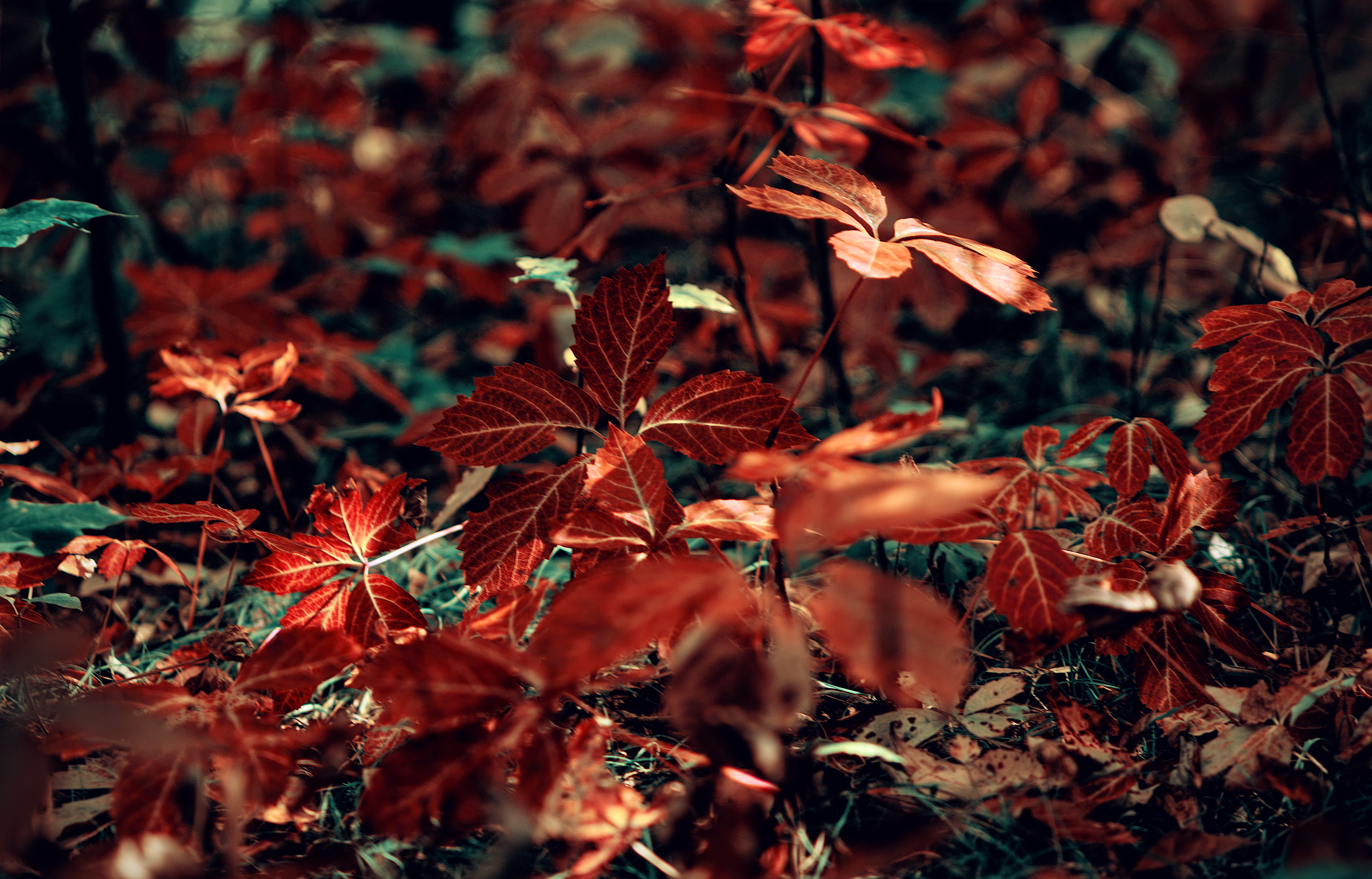 grass, leaves, red, macro, branch, veins FHD, 4K, UHD