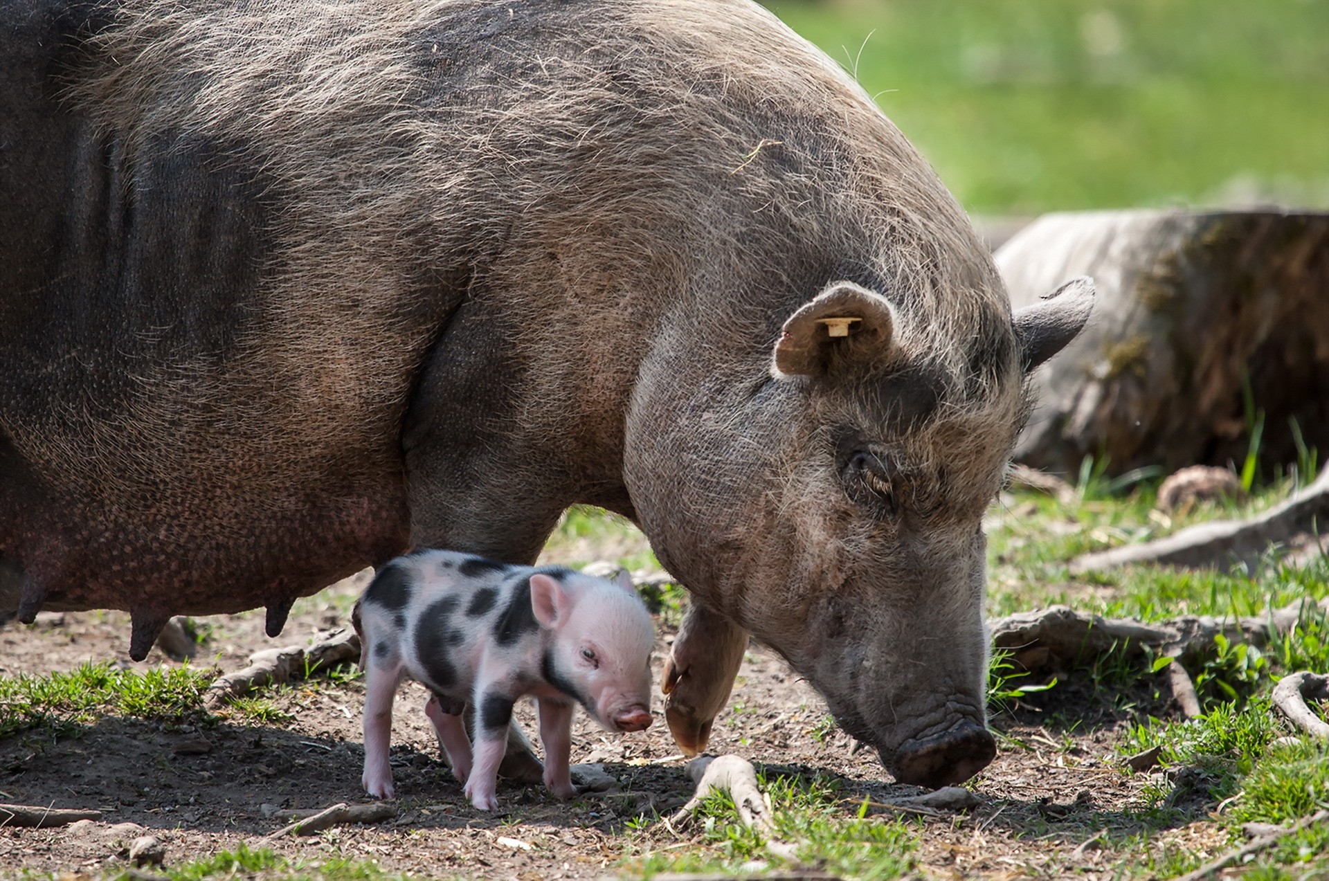 756482 descargar imagen animales, cerdo, bebe animal: fondos de pantalla y protectores de pantalla gratis