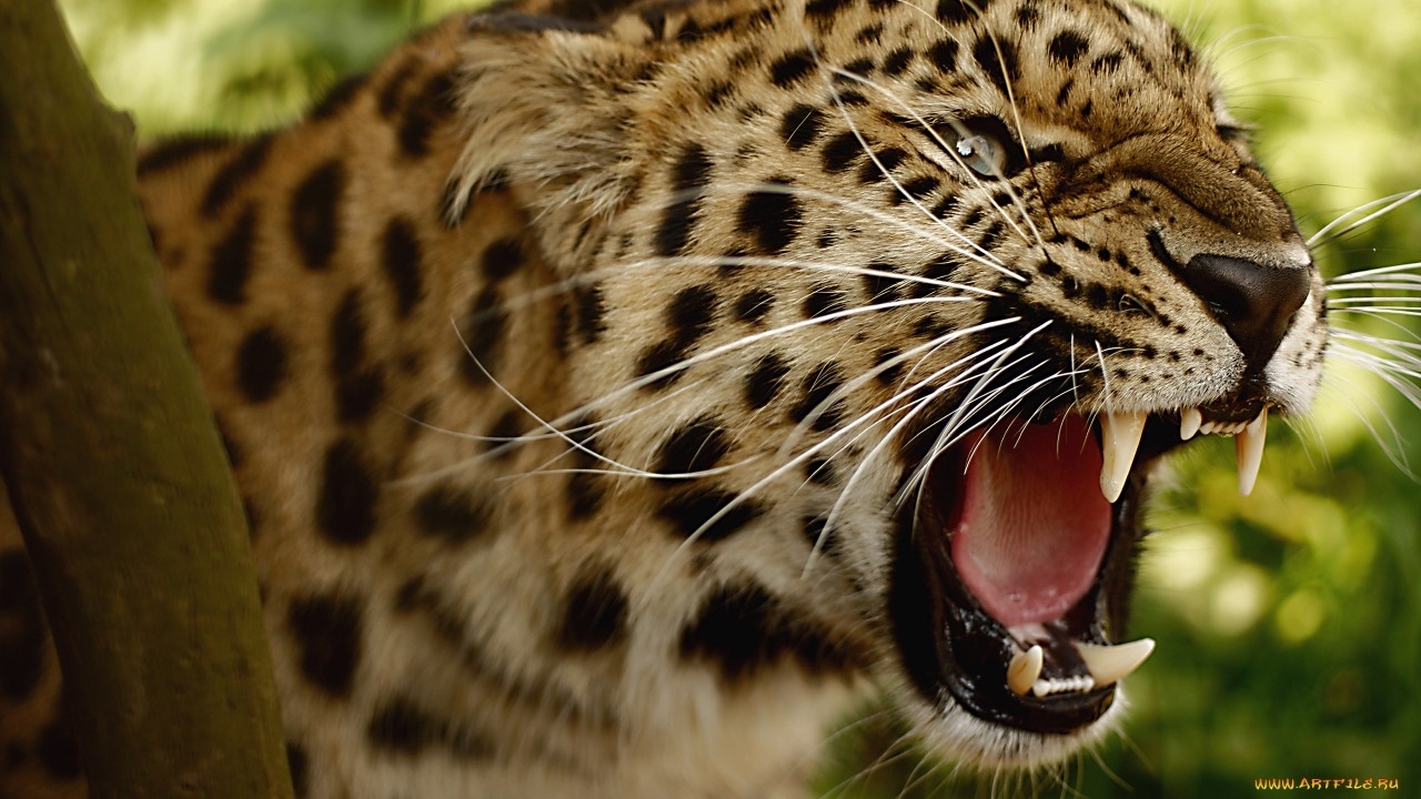 Download mobile wallpaper Animals, Leopards, Cats for free.