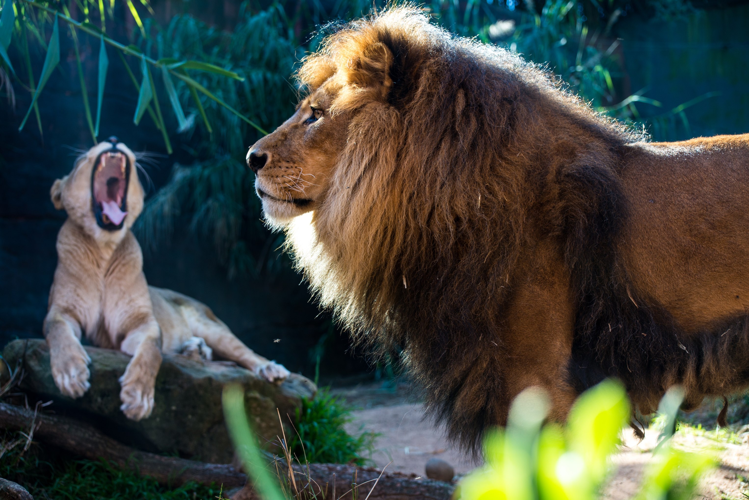Фото льва на обои