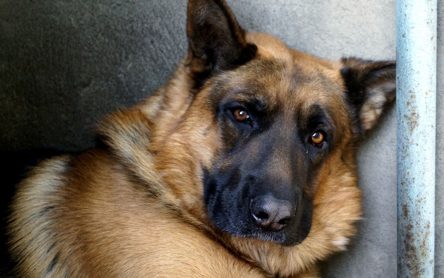 99113 Bild herunterladen tiere, hund, nase, deutscher schäferhund - Hintergrundbilder und Bildschirmschoner kostenlos