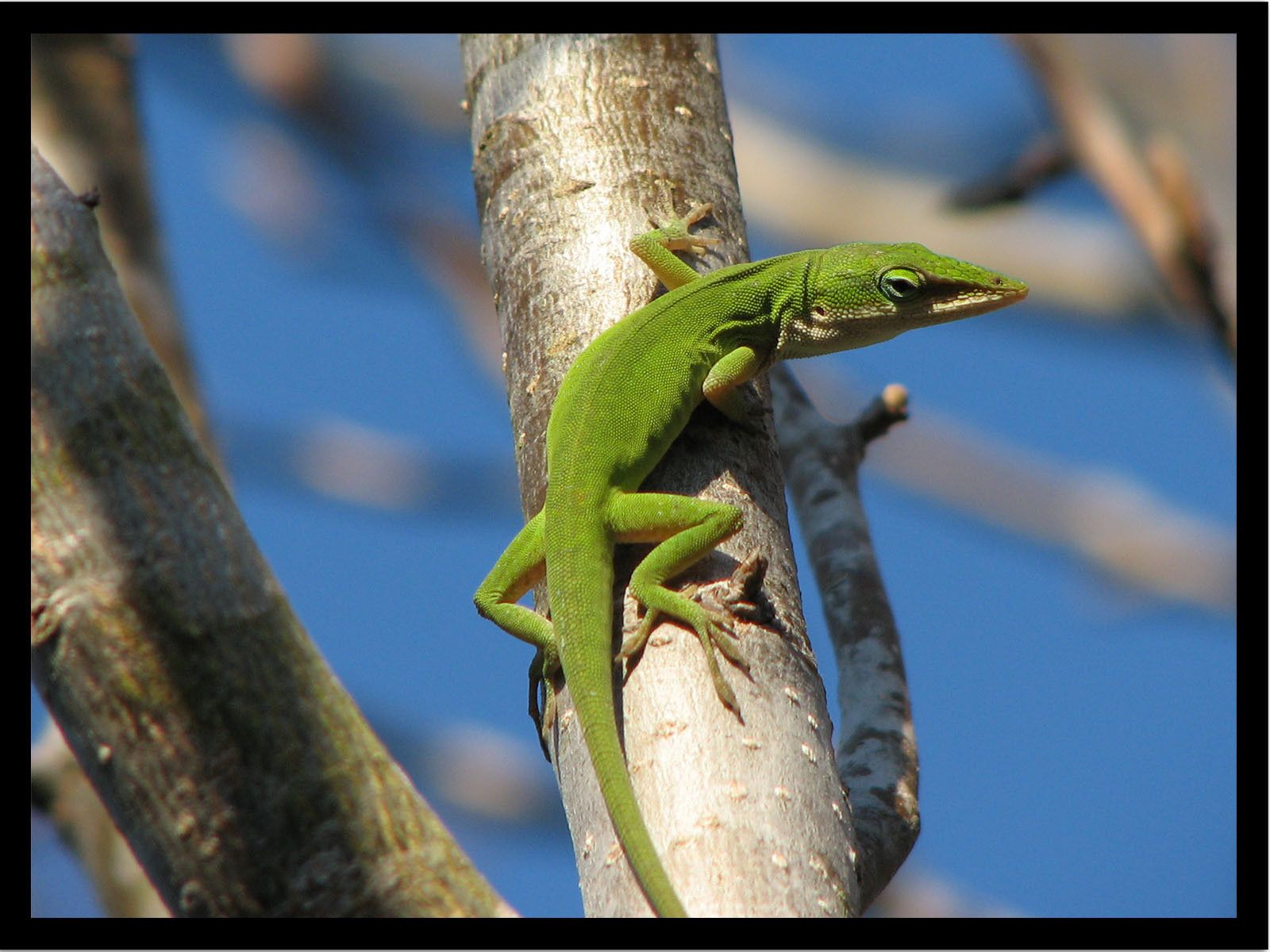 Green Anole wallpapers for desktop, download free Green Anole pictures