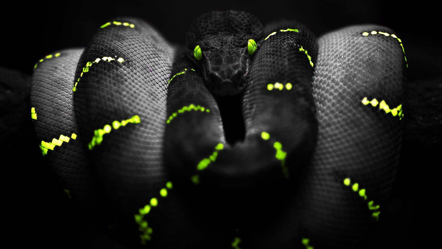 Razer snek. Тапочки Razer Snake Snake. Черный питон змея. Черный Тайпан змея.