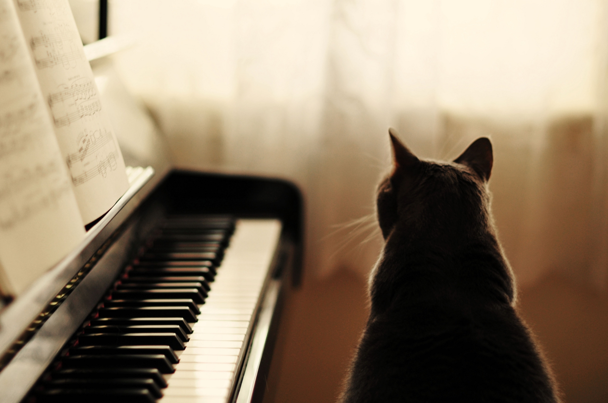 Кот на пианино