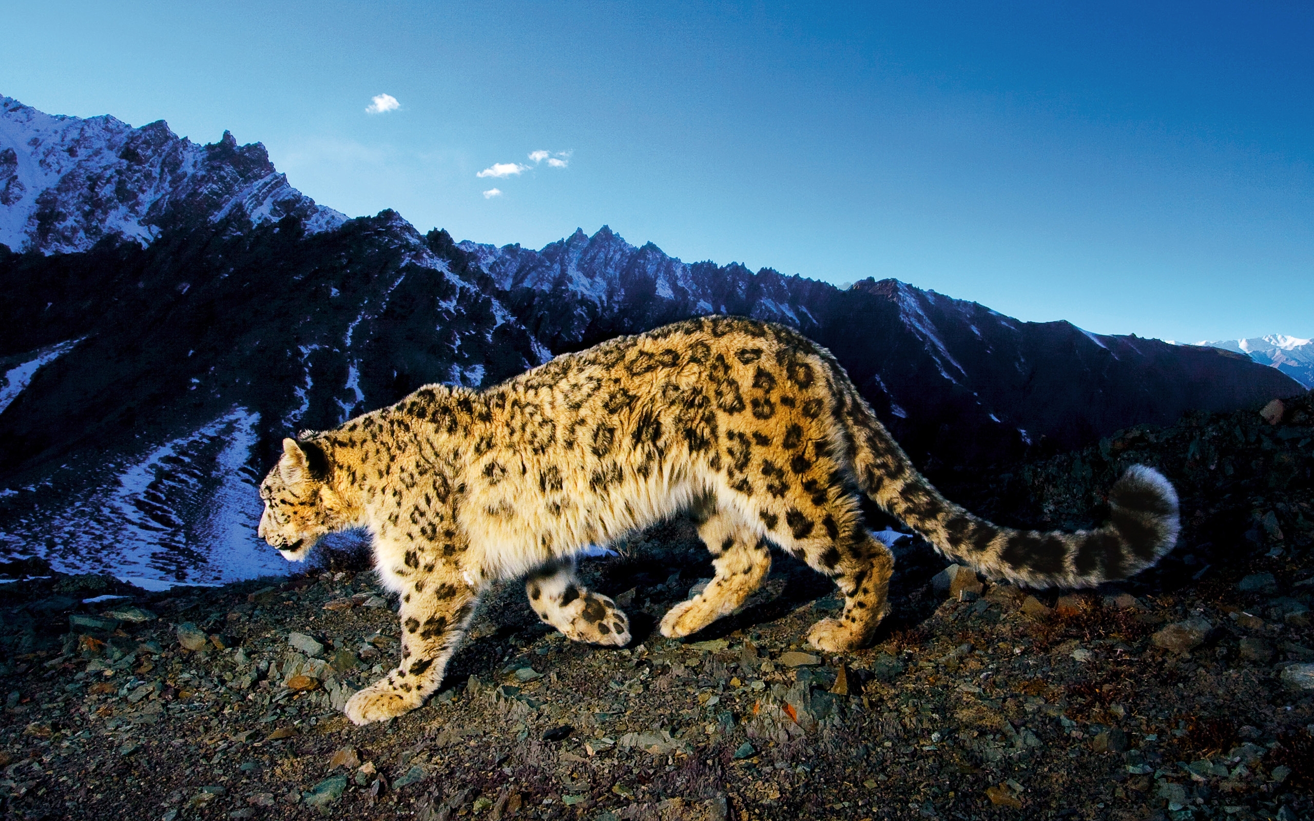 Download mobile wallpaper Animals, Snow Leopard for free.