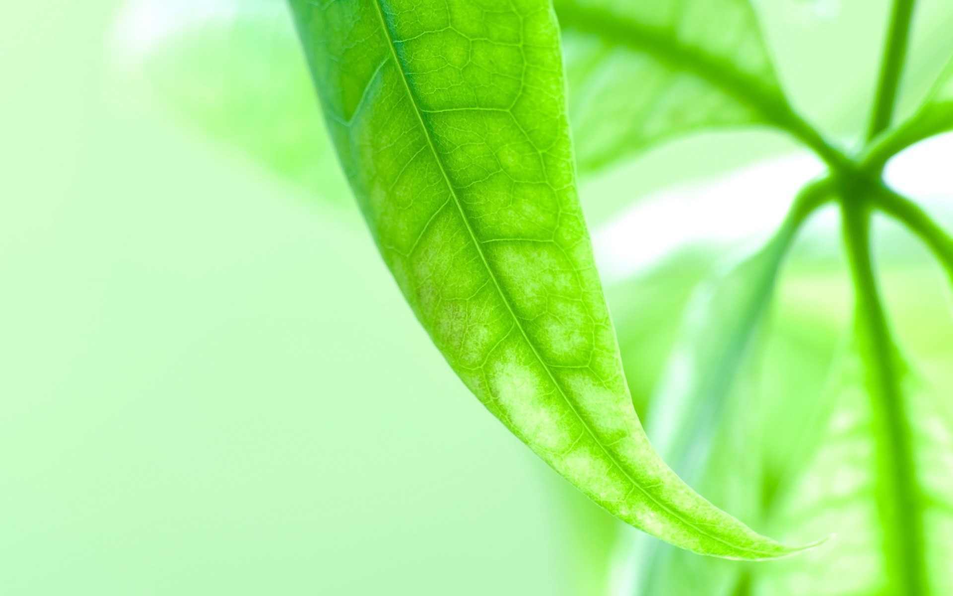 Download mobile wallpaper Plants, Leaves for free.