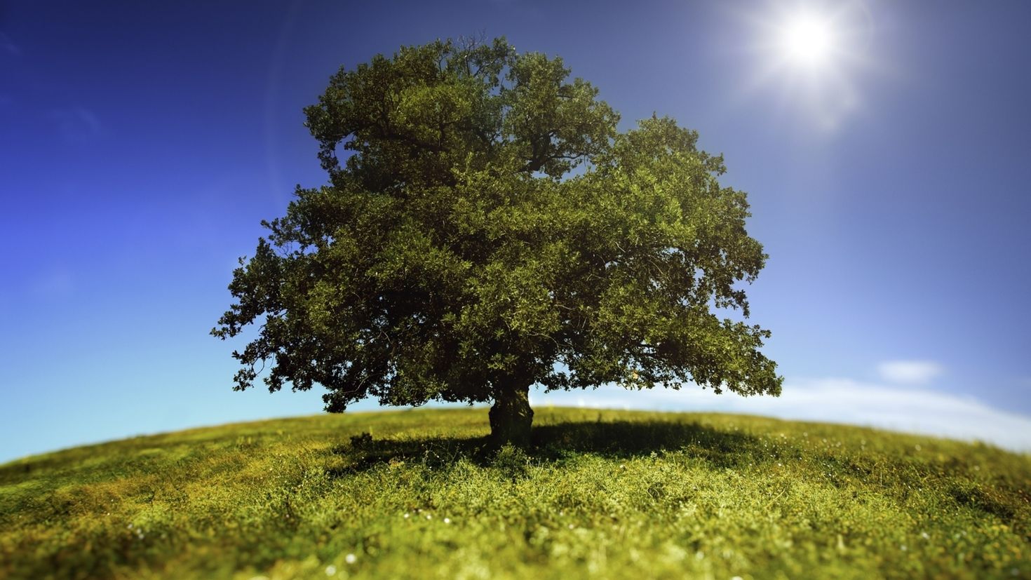 Better trees. Раскидистое раскидистое дерево. Одинокое дерево. Красивое дерево. Одинокое дерево в поле.