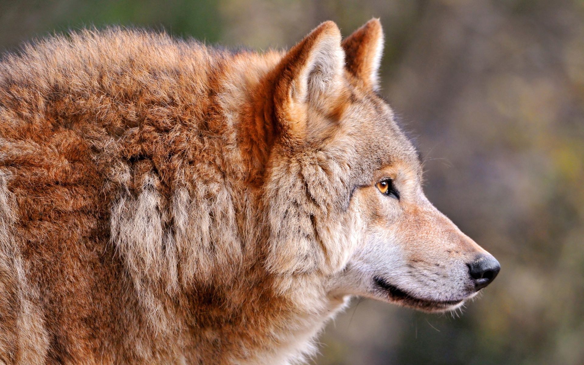 wolf, animals, muzzle, predator, sight, opinion, profile FHD, 4K, UHD