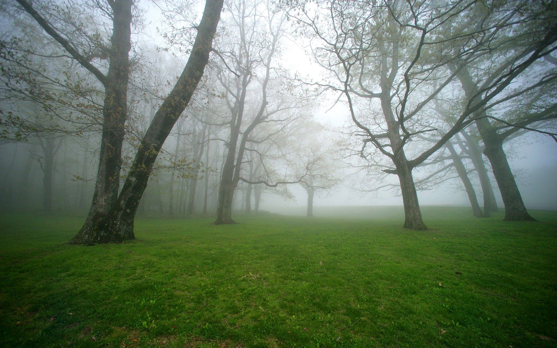 93229 скачать обои природа, деревья, трава, туман, утро, влажность - заставки и картинки бесплатно