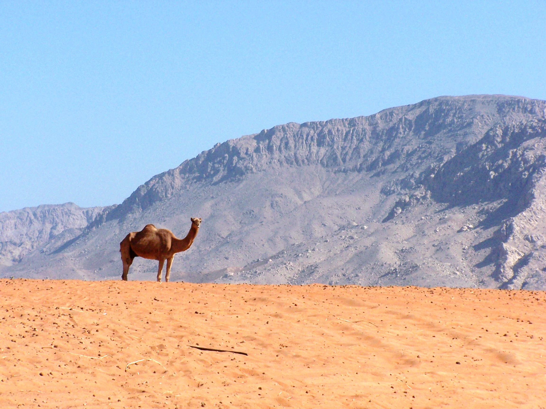 Free Camel Stock Wallpapers