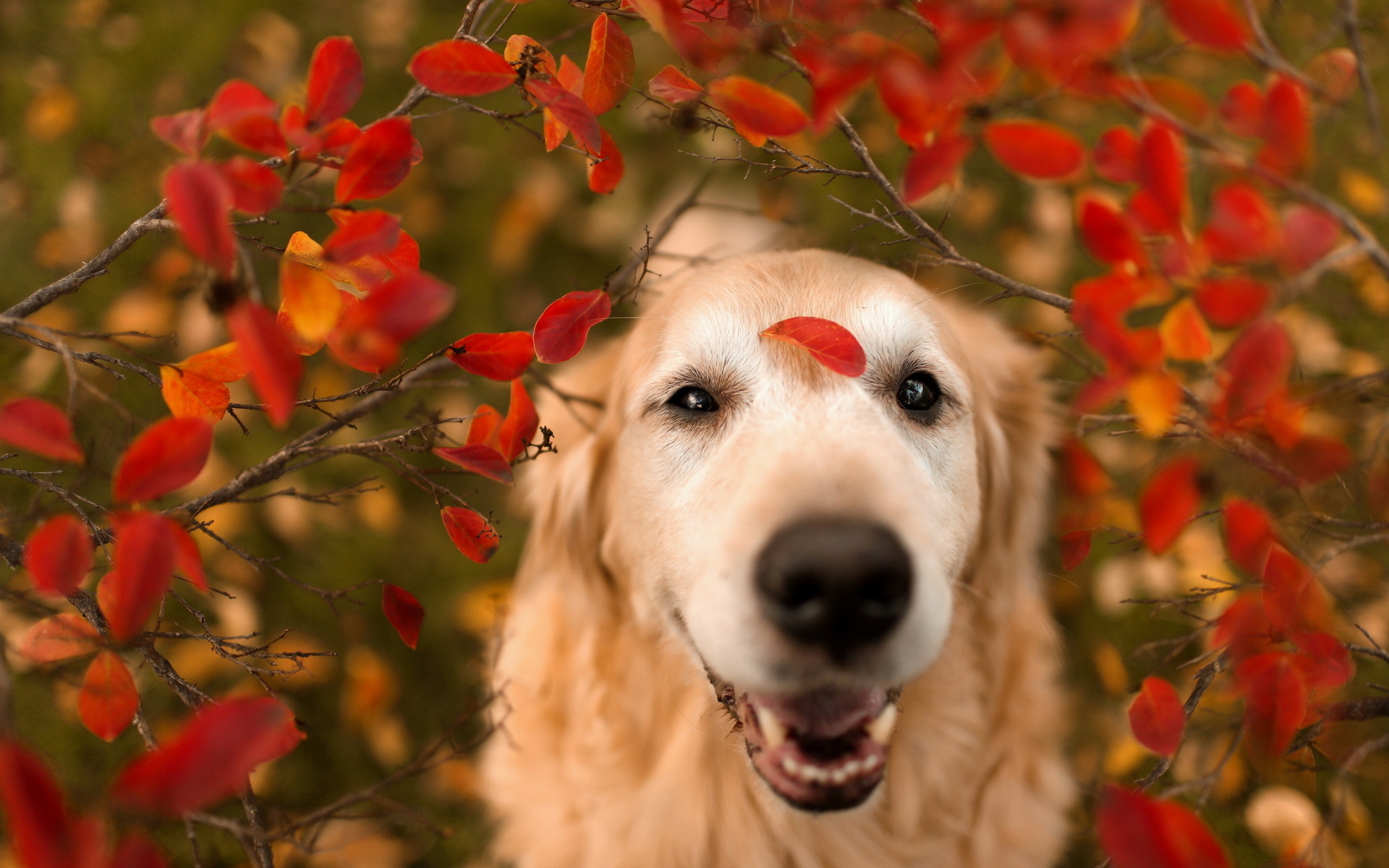 Красивые собаки осенью
