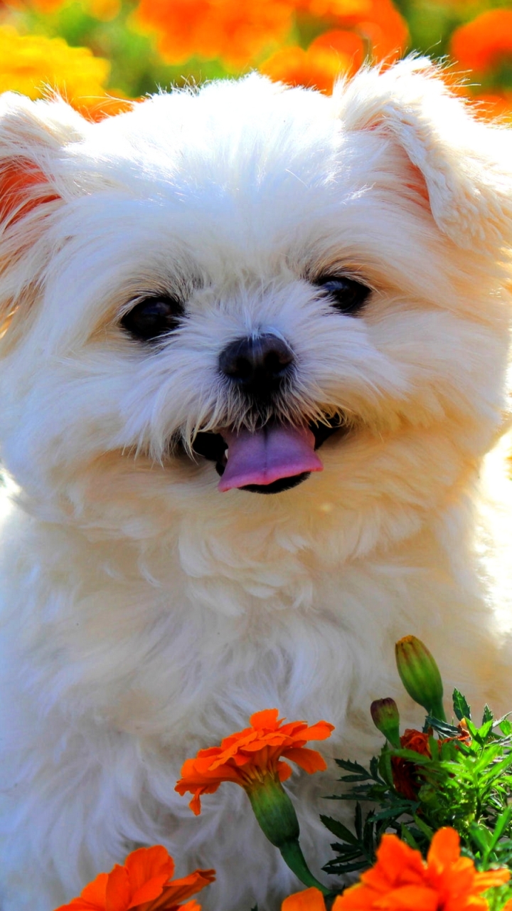 shih tzu, animal, marigold, flower, puppy, dog, dogs HD wallpaper