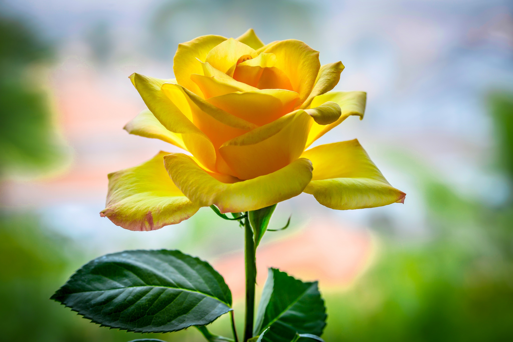 Желтая роза охра
