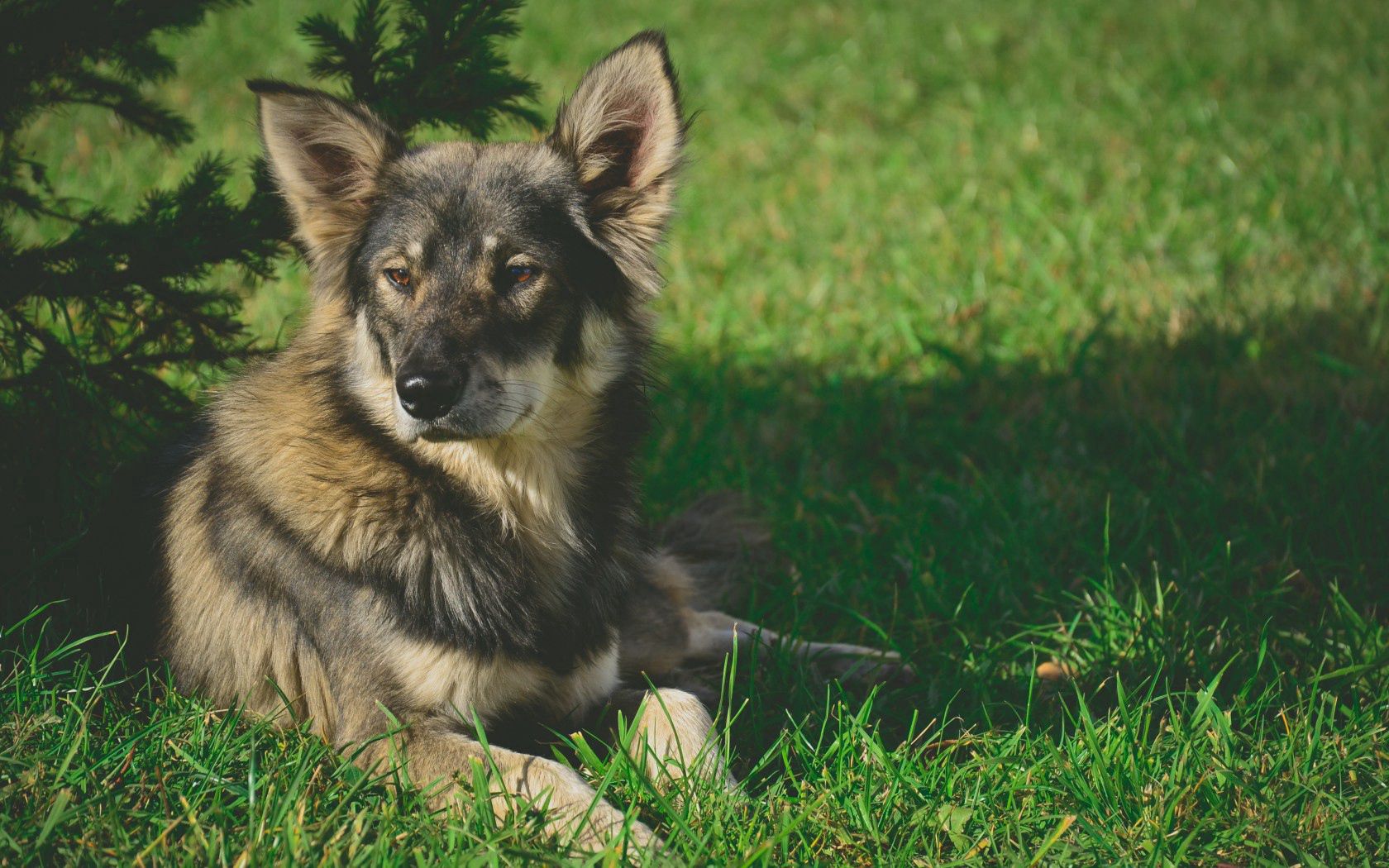 PCデスクトップに動物, 草, 嘘, 荒誕, 影, 犬画像を無料でダウンロード