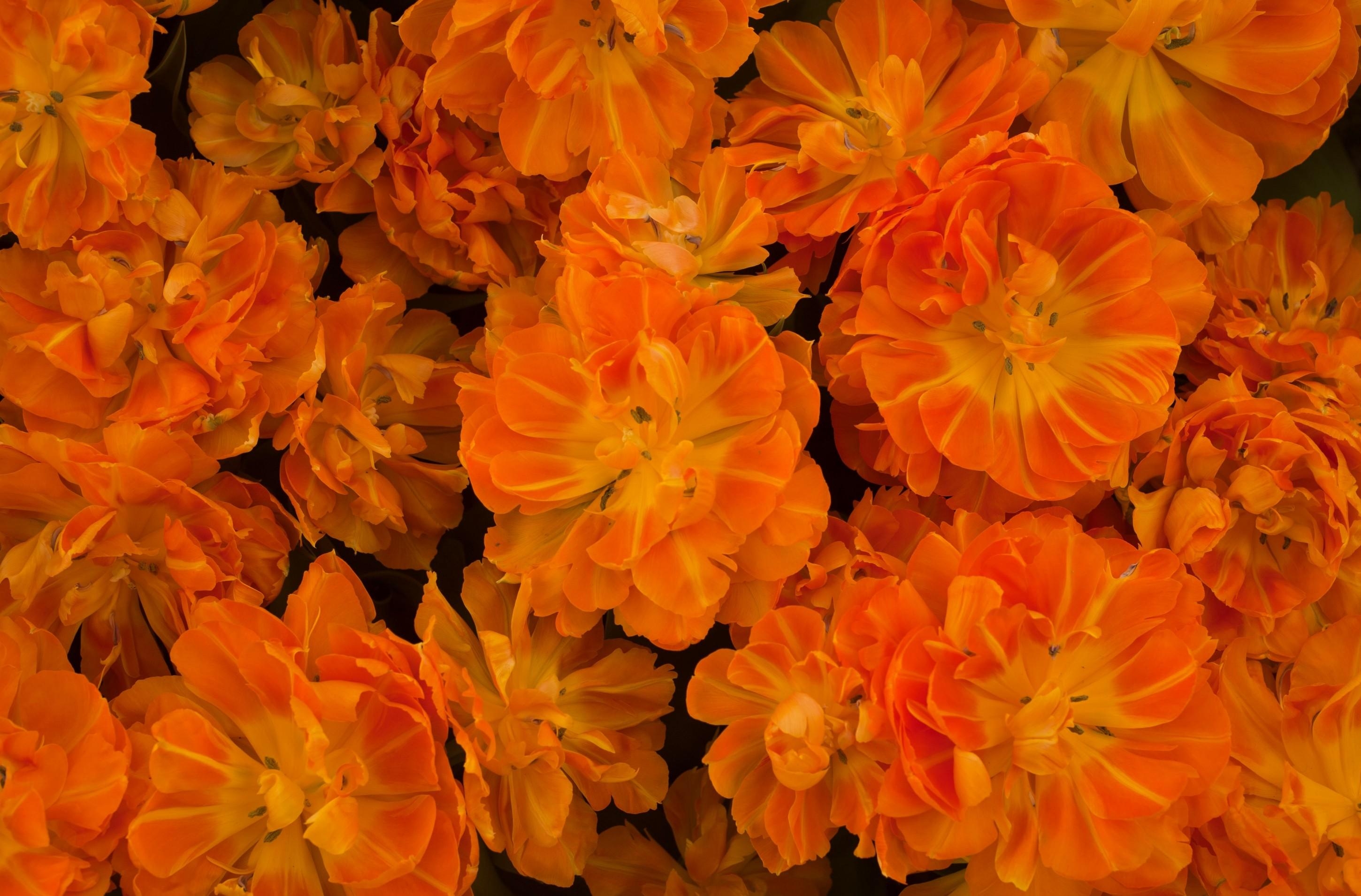 Descarga gratis la imagen Flores, Brillante, Suelto, Lote, Mucho, Disuelto en el escritorio de tu PC