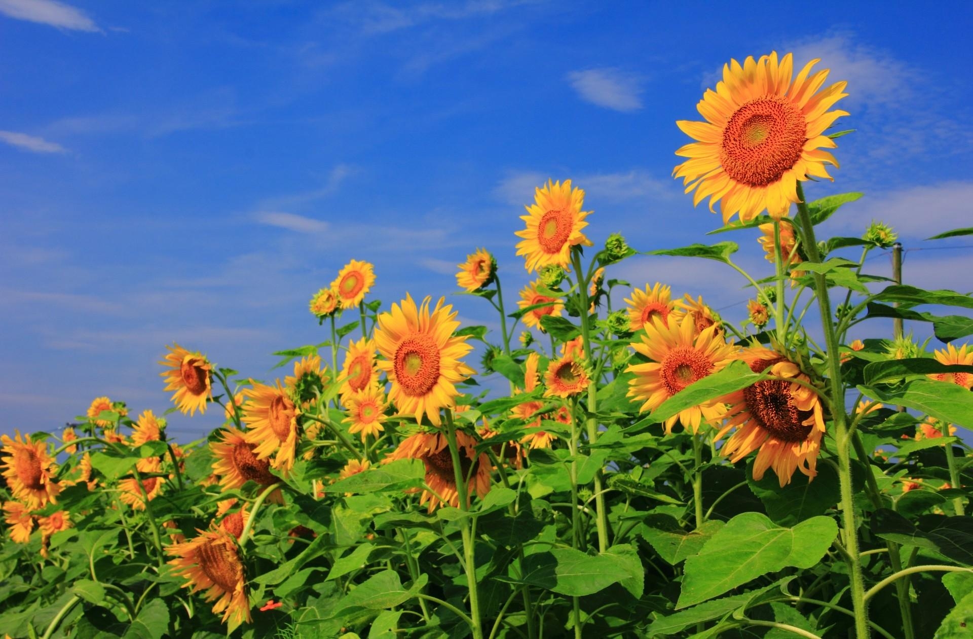 147070 Hintergrundbild herunterladen feld, sonnenblumen, blumen, sky, sommer, grüne, grünen - Bildschirmschoner und Bilder kostenlos