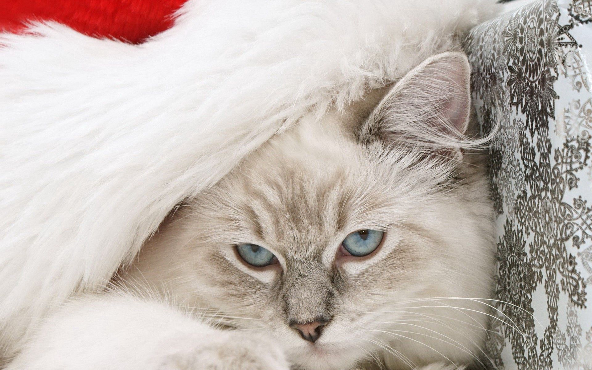 animals, new year, cat, fluffy, muzzle, santa claus hat, santa's hat, festive