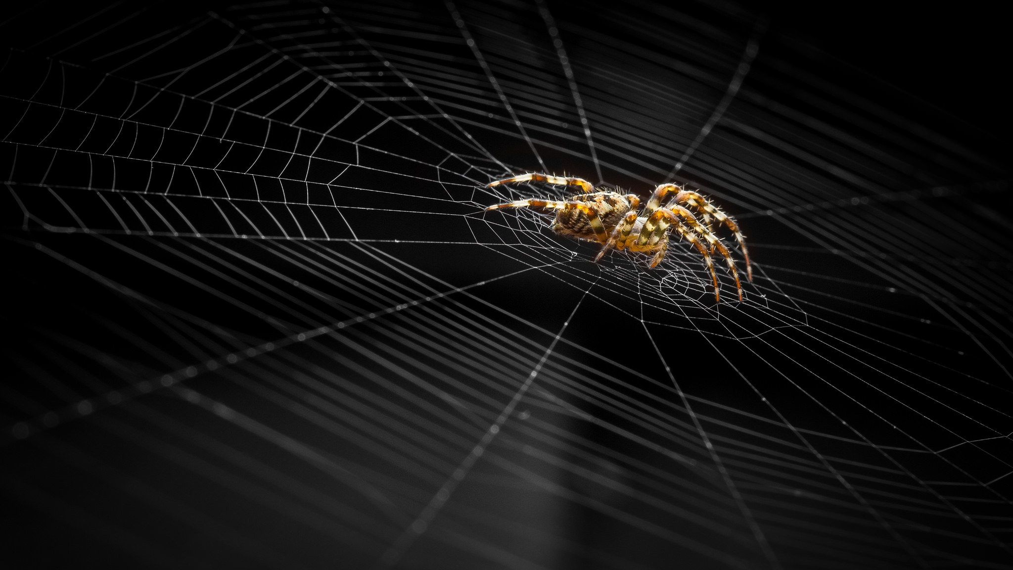 399552 descargar fondo de pantalla animales, araña, arácnido, macrofotografía, telaraña, arañas: protectores de pantalla e imágenes gratis