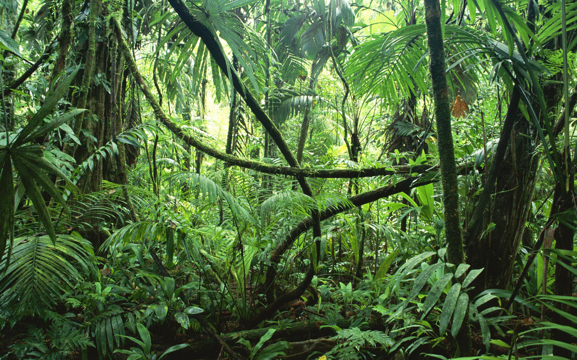548192 descargar imagen jungla, tierra/naturaleza, bosque: fondos de pantalla y protectores de pantalla gratis