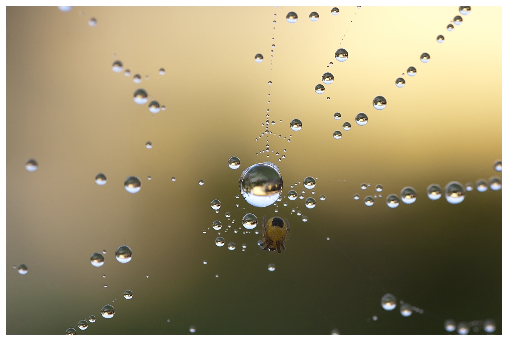drops, web, macro, dew, spider Smartphone Background