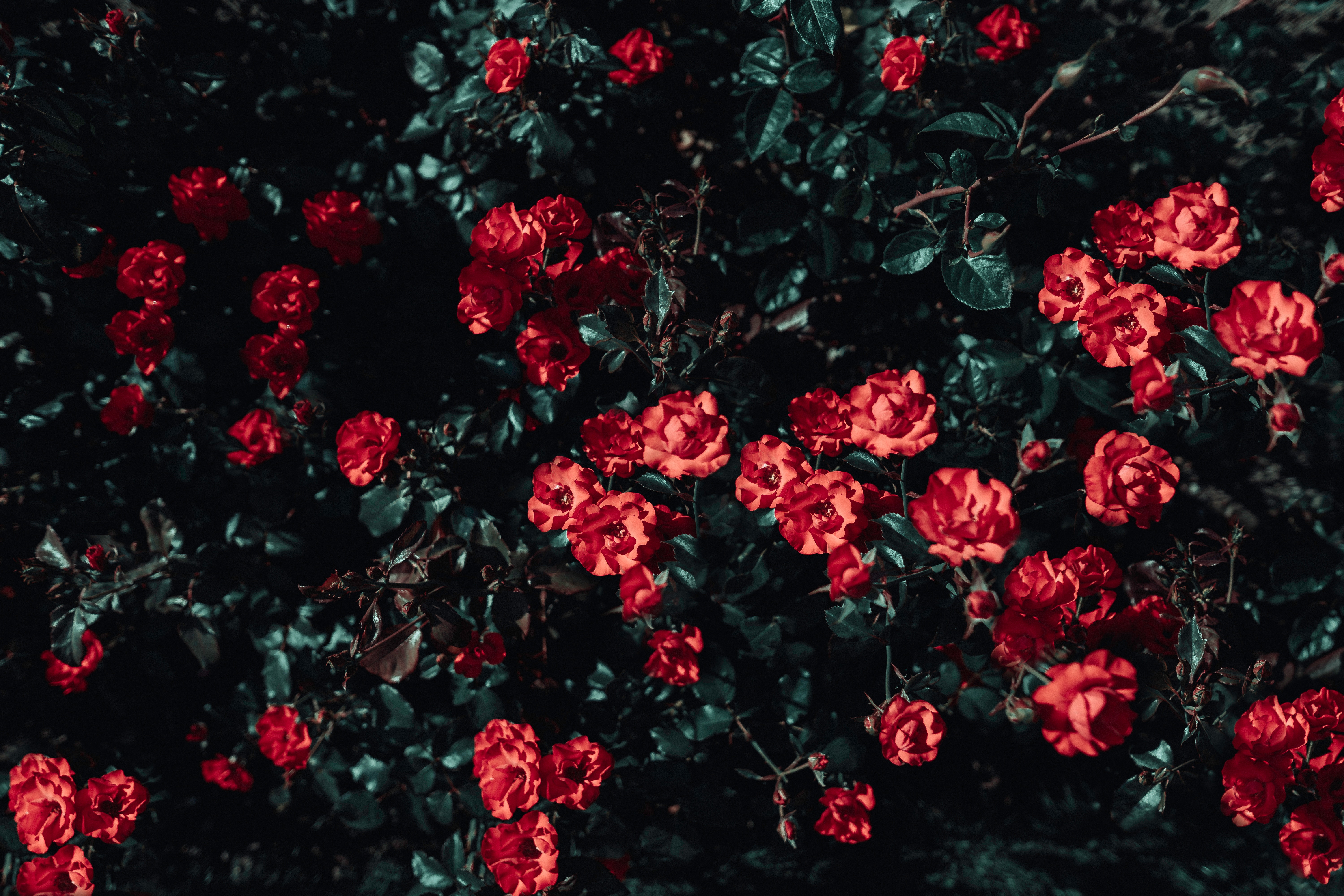 картинки на телефон темные цветы