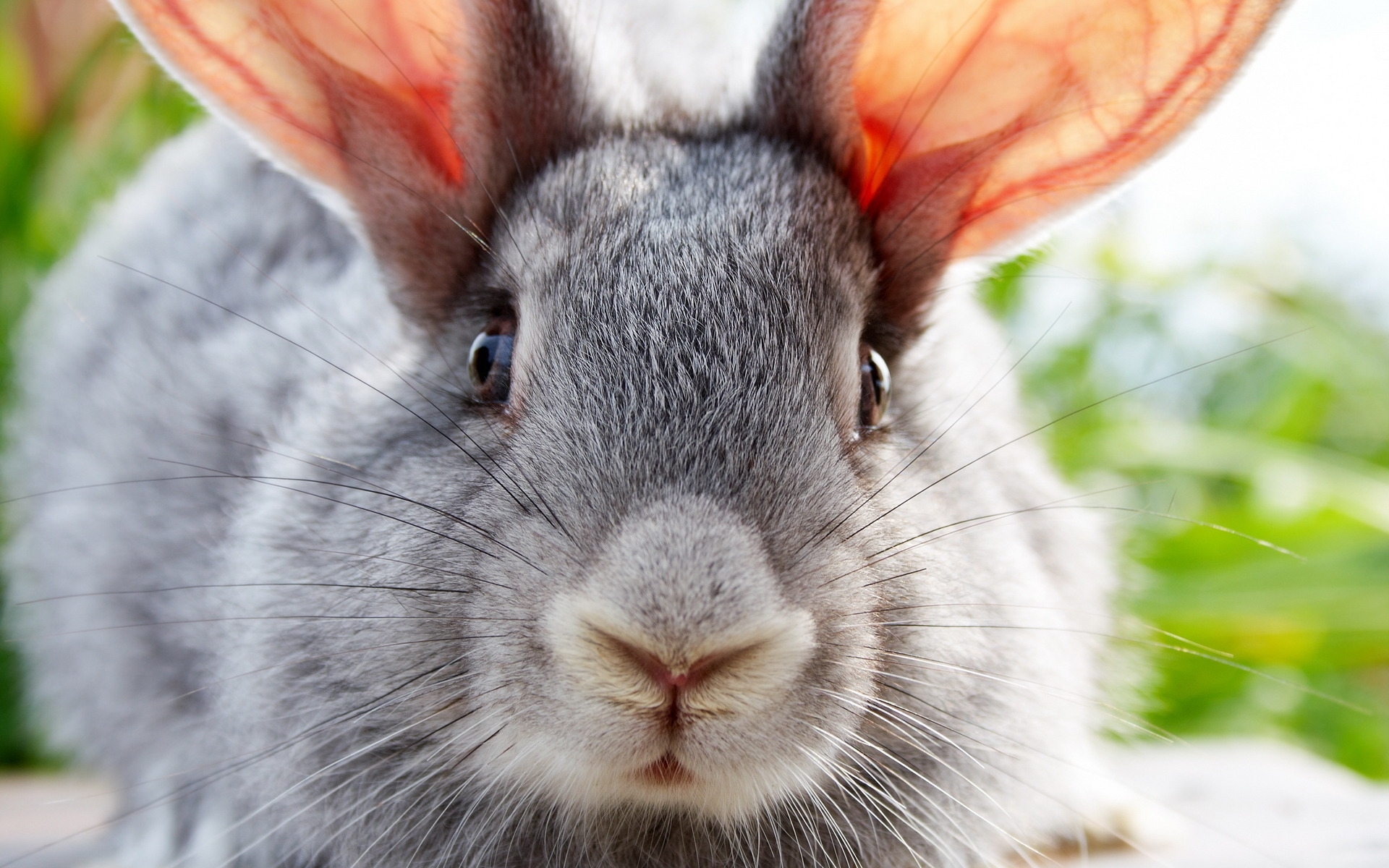 28777 Bildschirmschoner und Hintergrundbilder Kaninchen auf Ihrem Telefon. Laden Sie  Bilder kostenlos herunter
