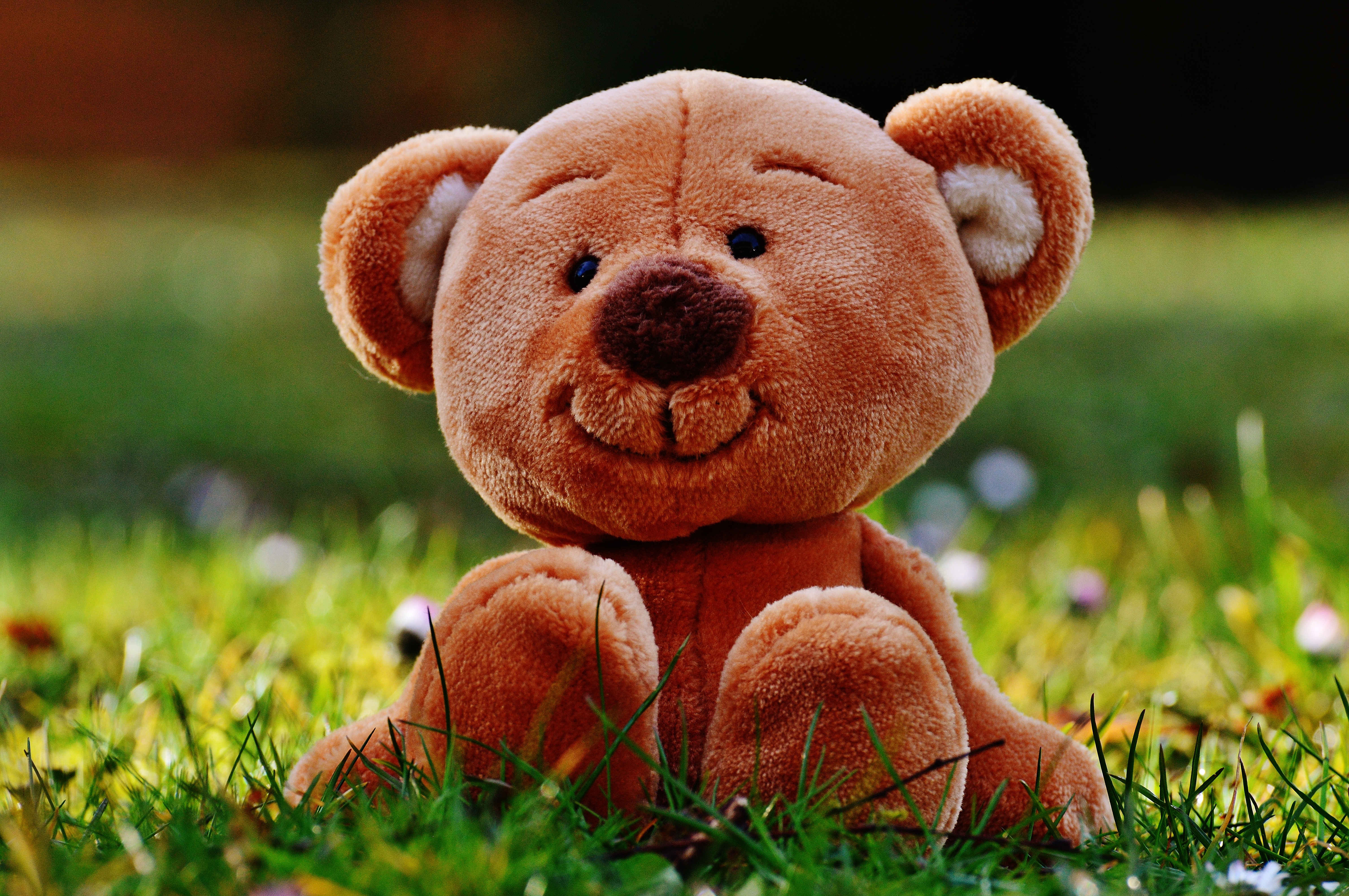 Download mobile wallpaper Teddy Bear, Grass, Miscellaneous, Toy, Miscellanea for free.