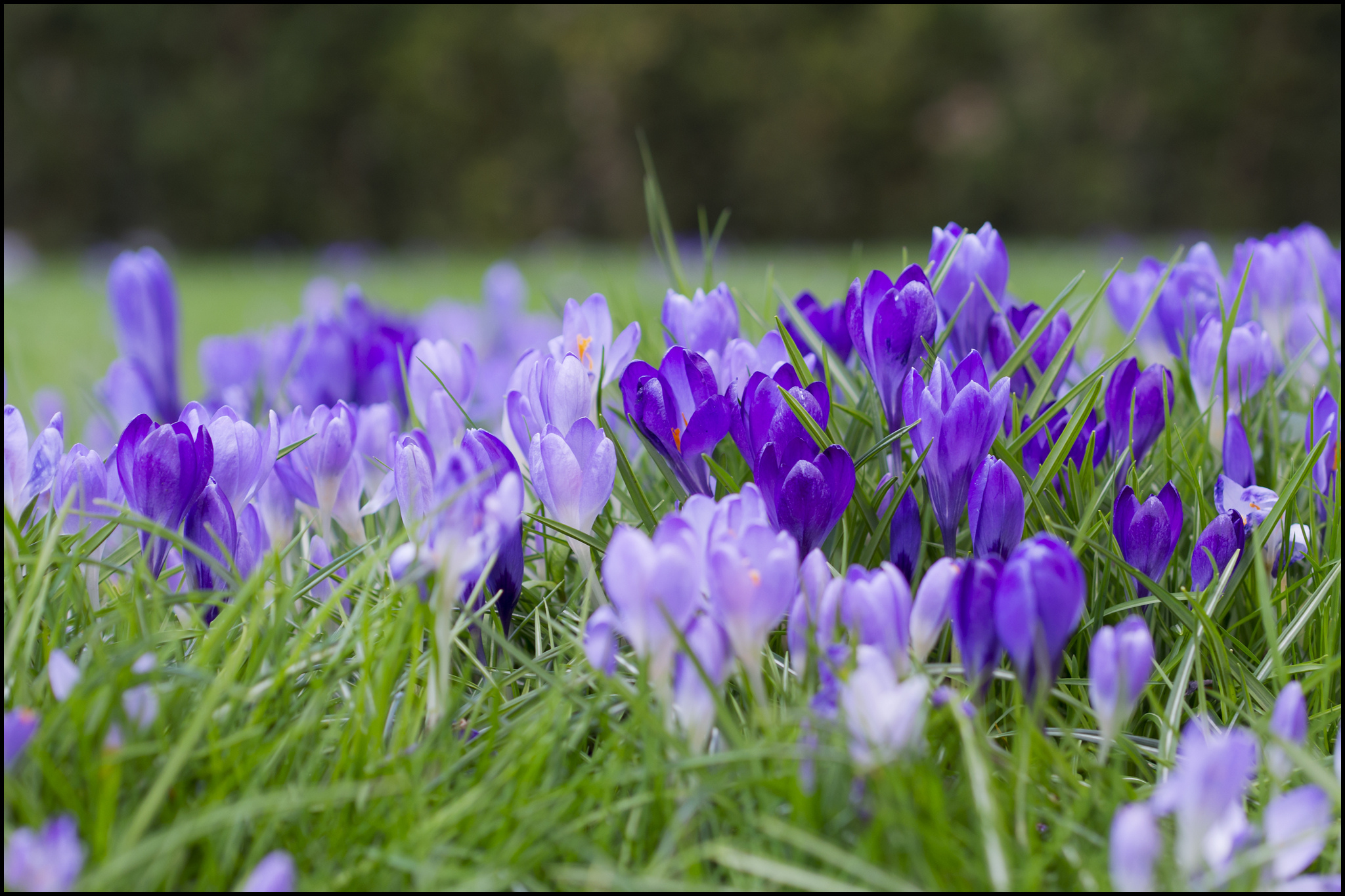 Цветной весенний. Цветы Крокус полевой. Пролески, подснежники, крокусы. Первоцвет колокольчик фиолетовый. Первоцветы голубые колокольчики.